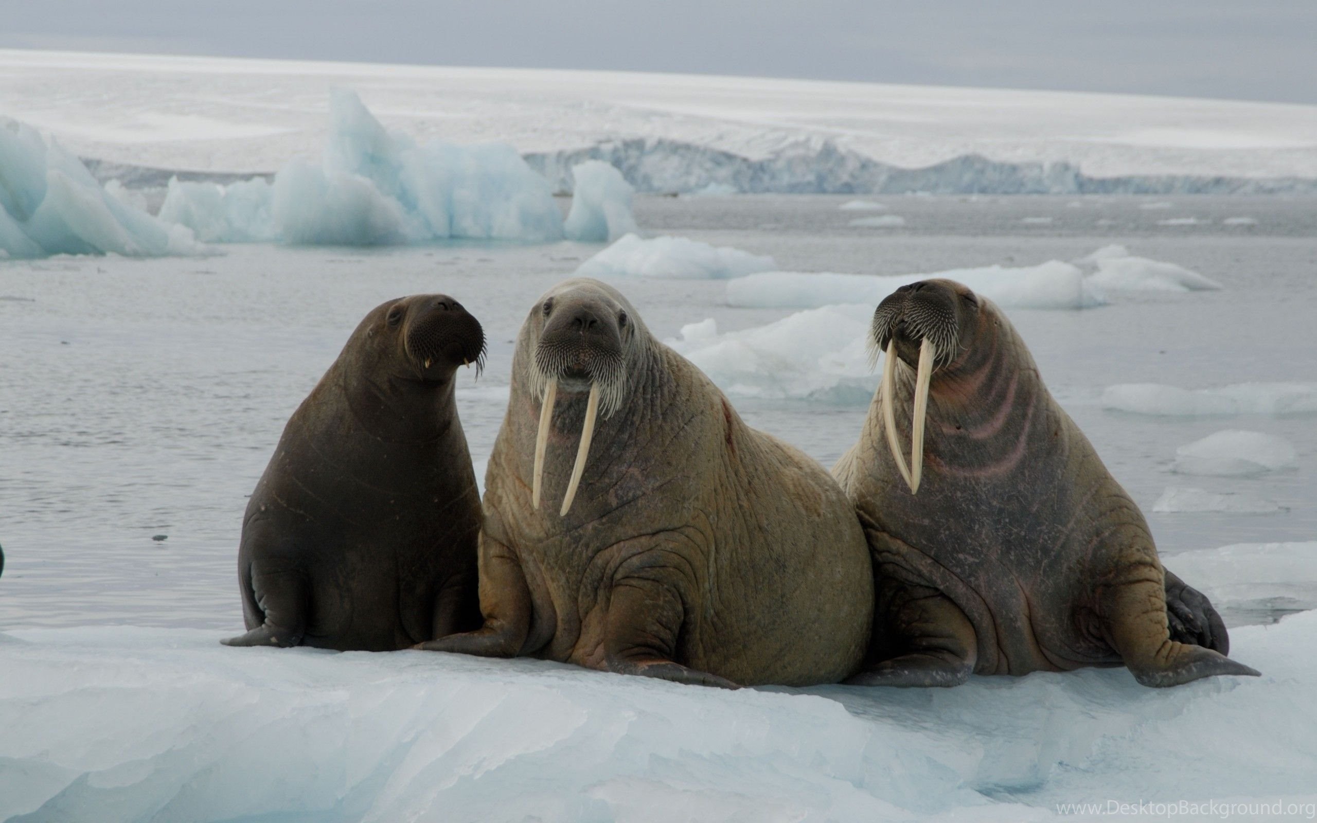 Моржи в тундре. Северный полюс морж. Антарктида морж. Лаптевский морж. Морж в Арктике.