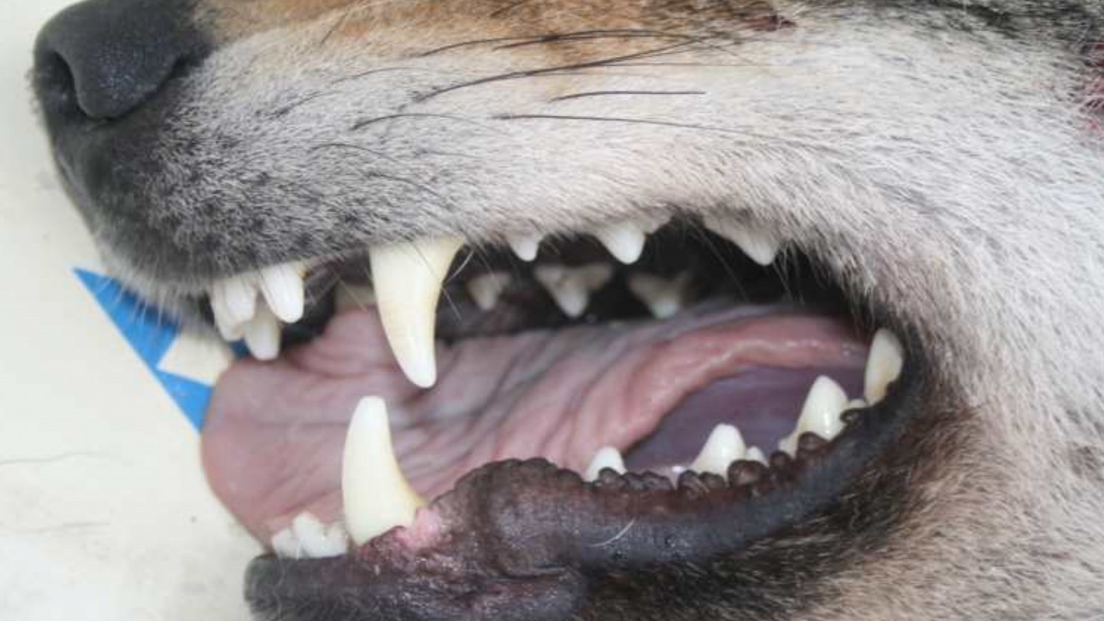 Собака рот зубы. Стаффордширский терьер прикус. Клык волка.