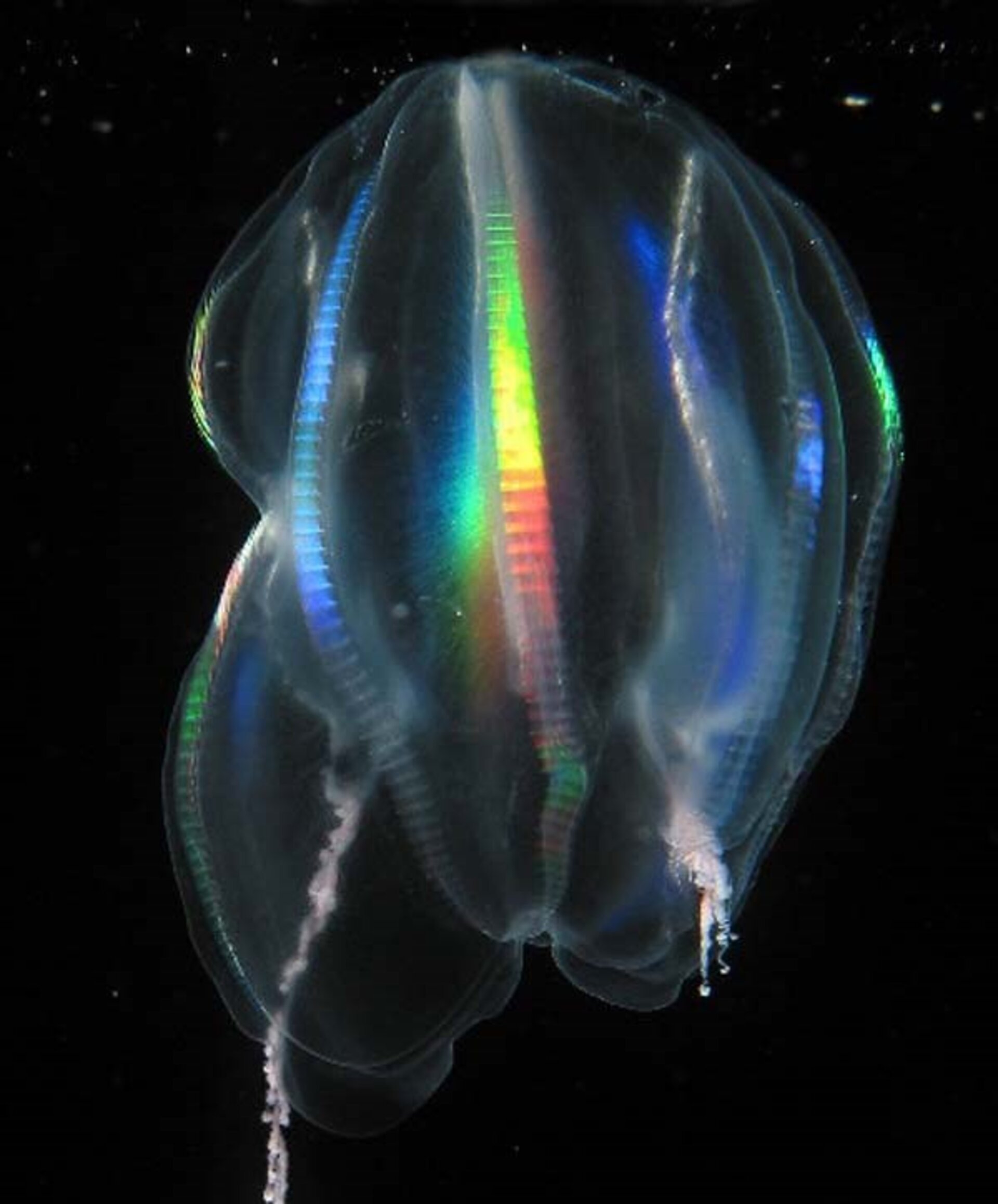 Comb jellies