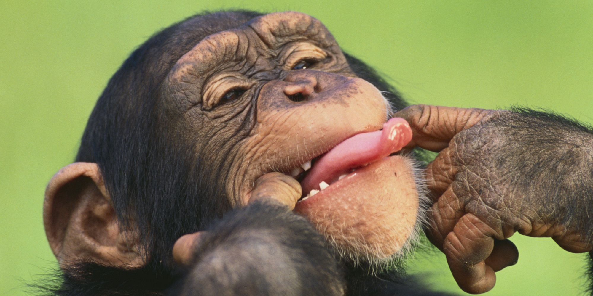 Покажи человека обезьяну. Обезьяна с высунутым языком. Обезьяна кривляется. Обезьяна кривляка. Смешные обезьяны.