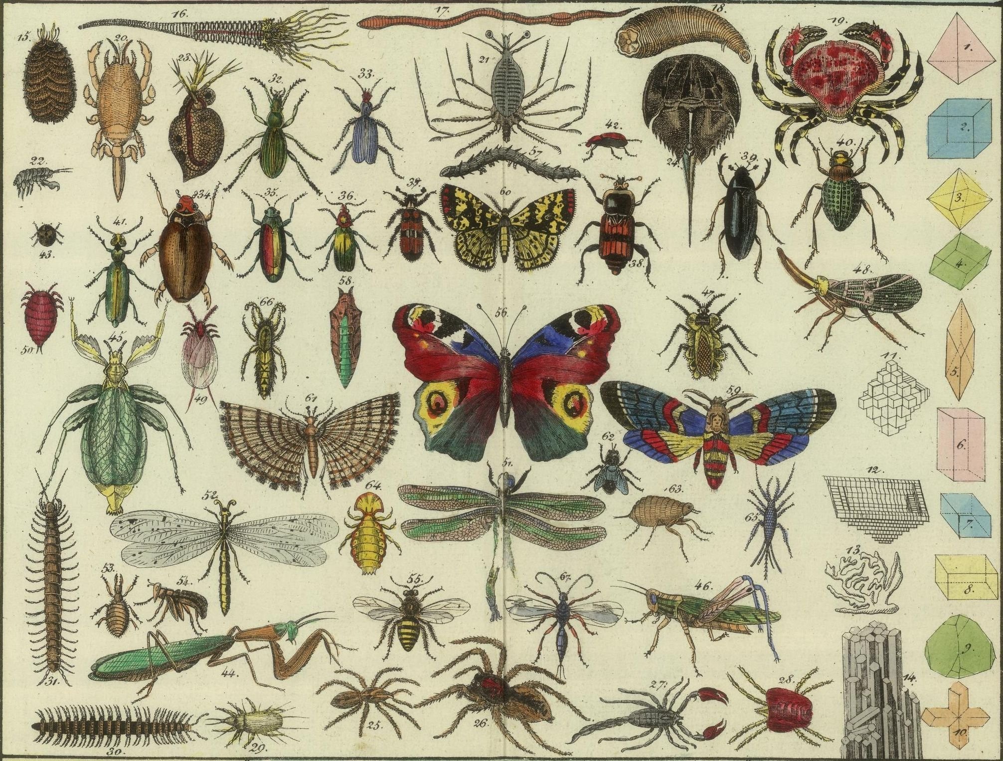 Насекомые живые существа. Коллекция энтомологическая "семейство бабочек". Древние насекомые. Первые насекомые. Коллекционирование насекомых.