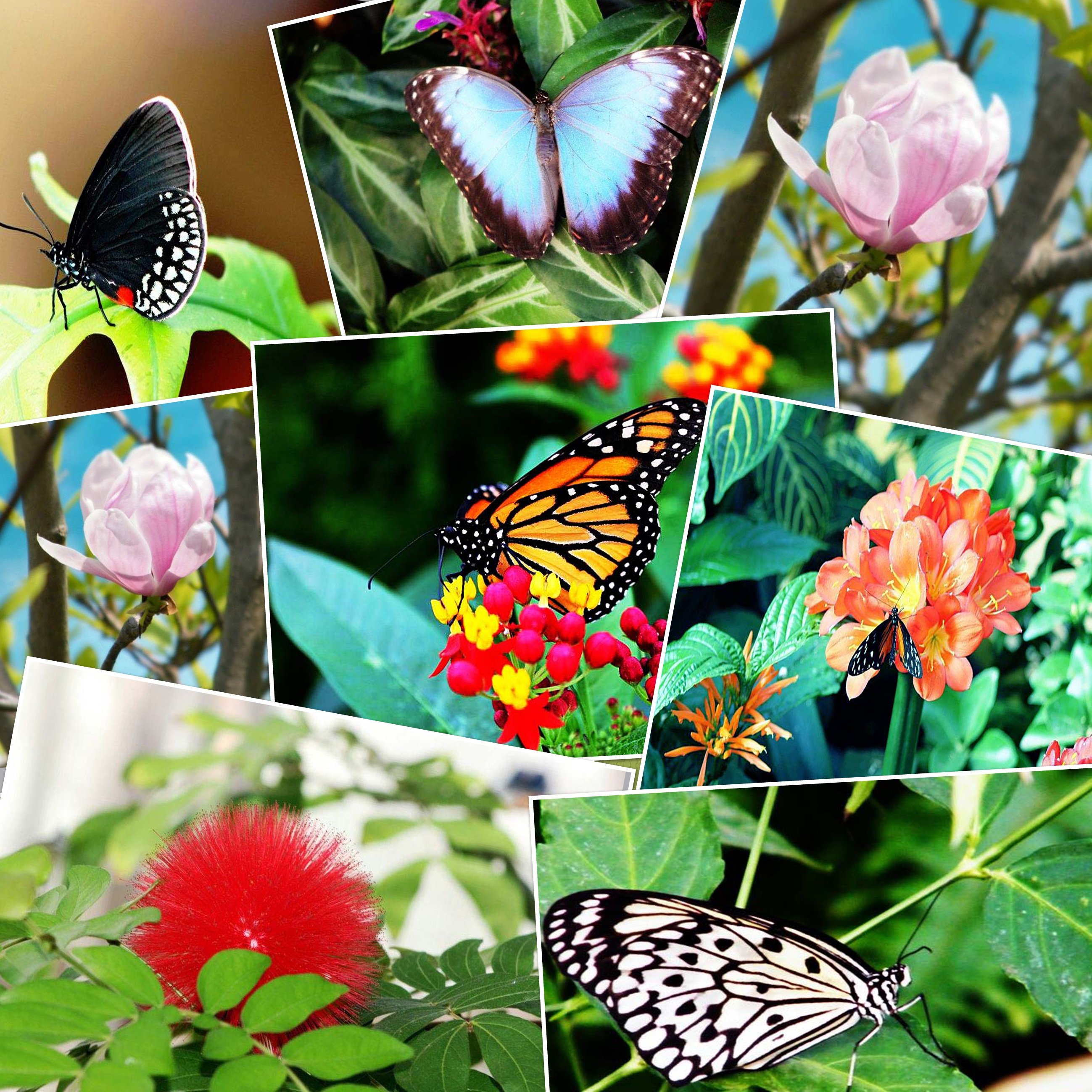 Живые бабочки с цветами. Бабочки. Многообразие бабочек. Бабочки разнообразие цветов. Тропические бабочки.