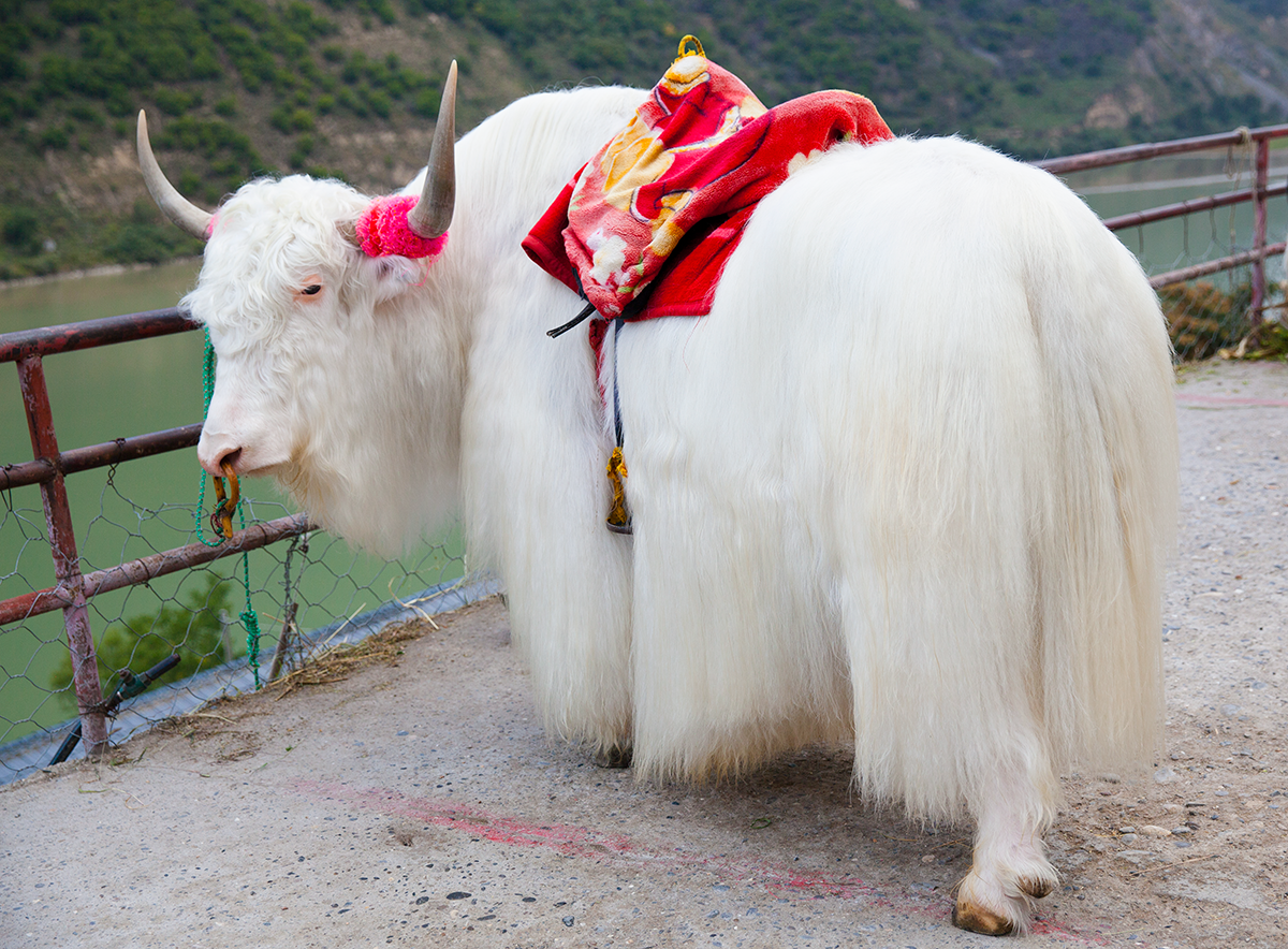 Сколько быков было белого цвета. Тибетский бык. Белый тибетский як. Белый бык. Тибетская корова.