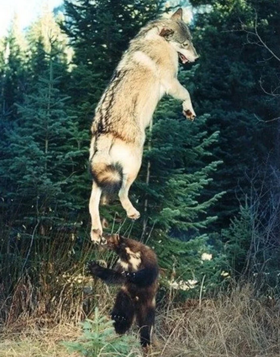 Медведь кабан лось рысь волк