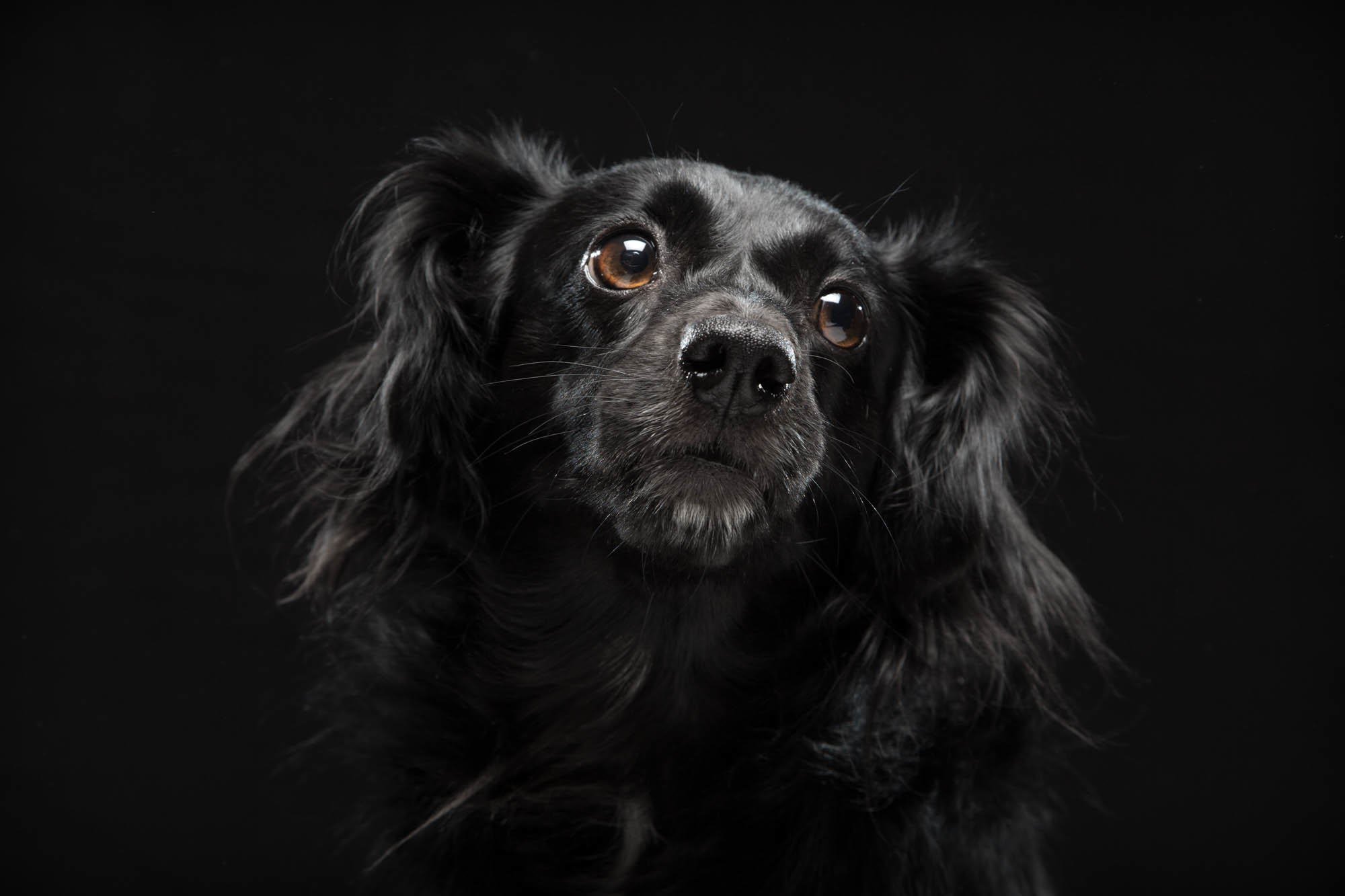 Собака на черном фоне. Собака на темном фоне. Черные собаки. Черная собака на черном фоне. Фото собак на черном фоне.