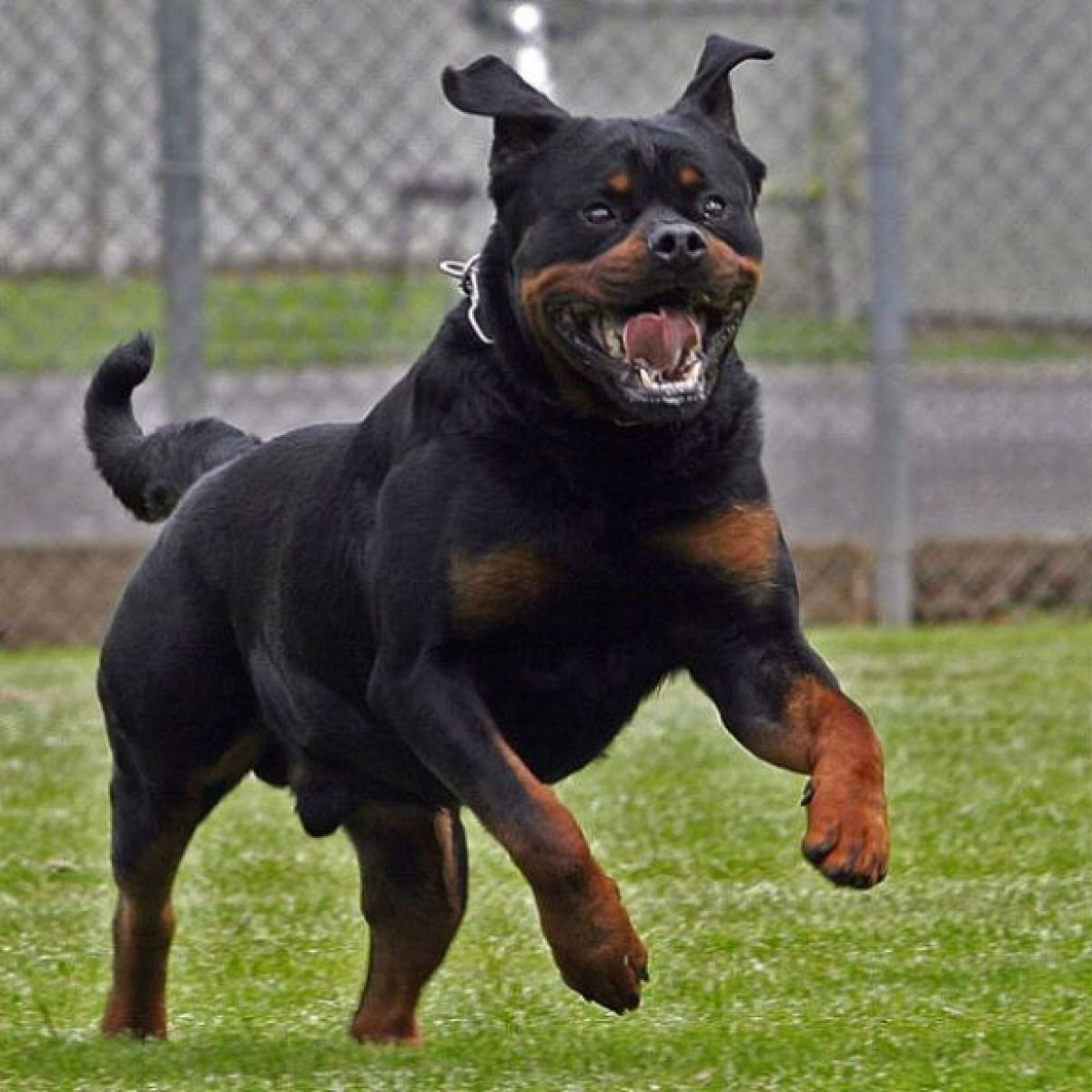 Фото самой опасной. Ротвейлер Бойцовый. Ротвейлер опасная собака. Злые породы собак ротвейлер. Мини ротвейлер порода.