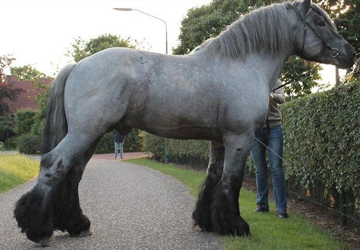 Cual es el caballo mas caro del mundo