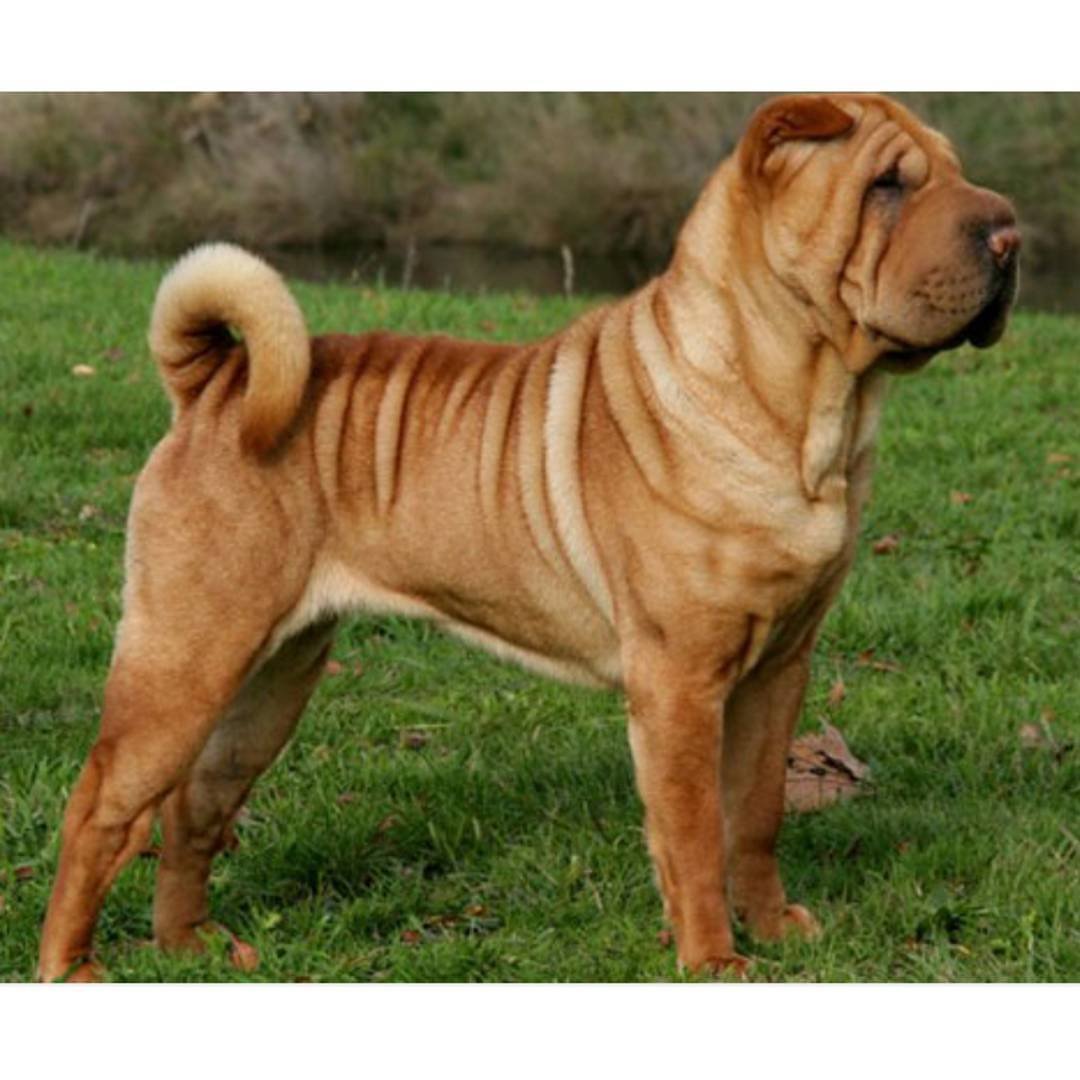 Фотография породы шарпей. Порода собак шарпей. Китайский шарпей. Шарпей бойцовская порода. Шарпей собака рыжая.
