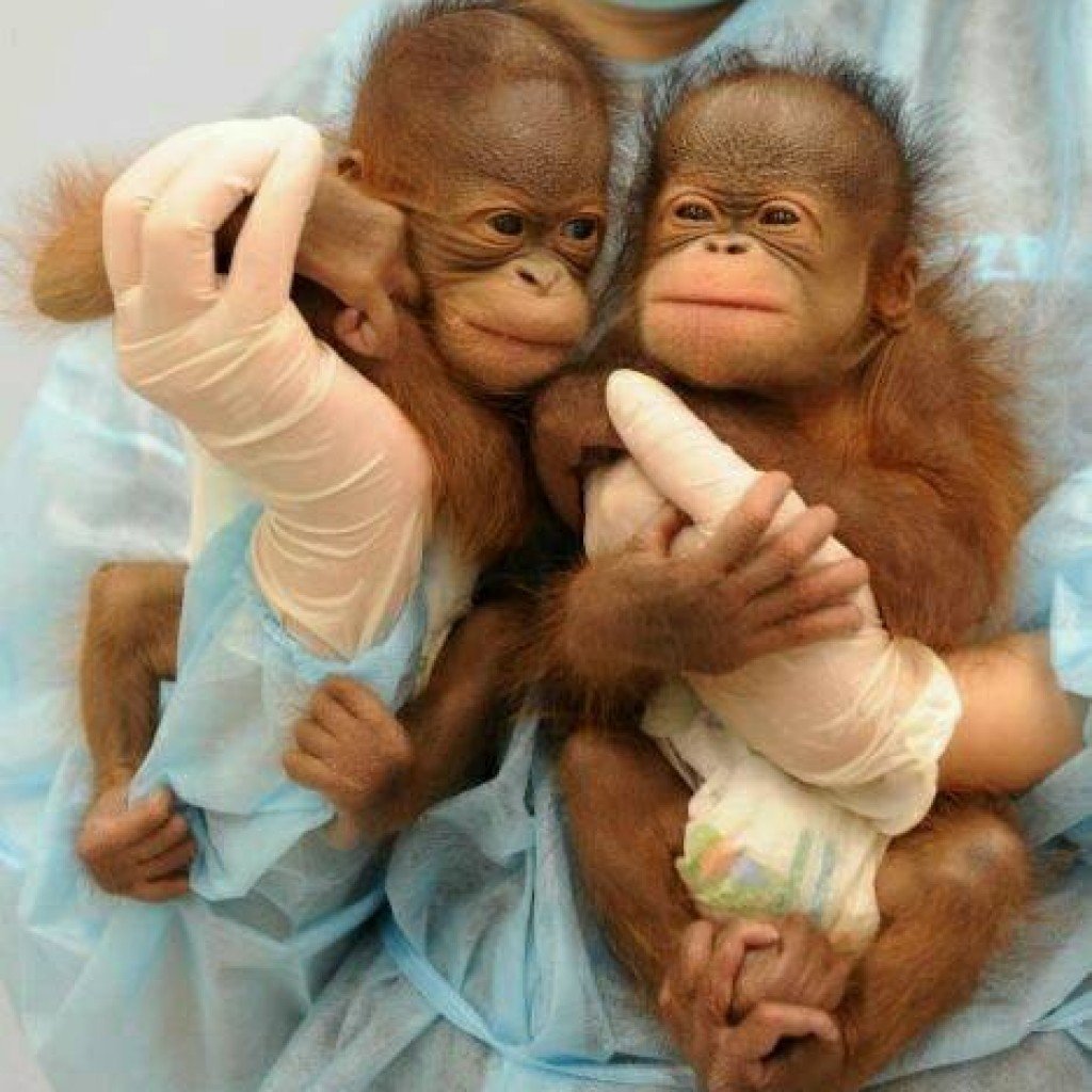 Шимпанзе девушку. Две обезьянки. Малыши обезьянки. Обезьянка с детьми. Обезьяна с малышом.