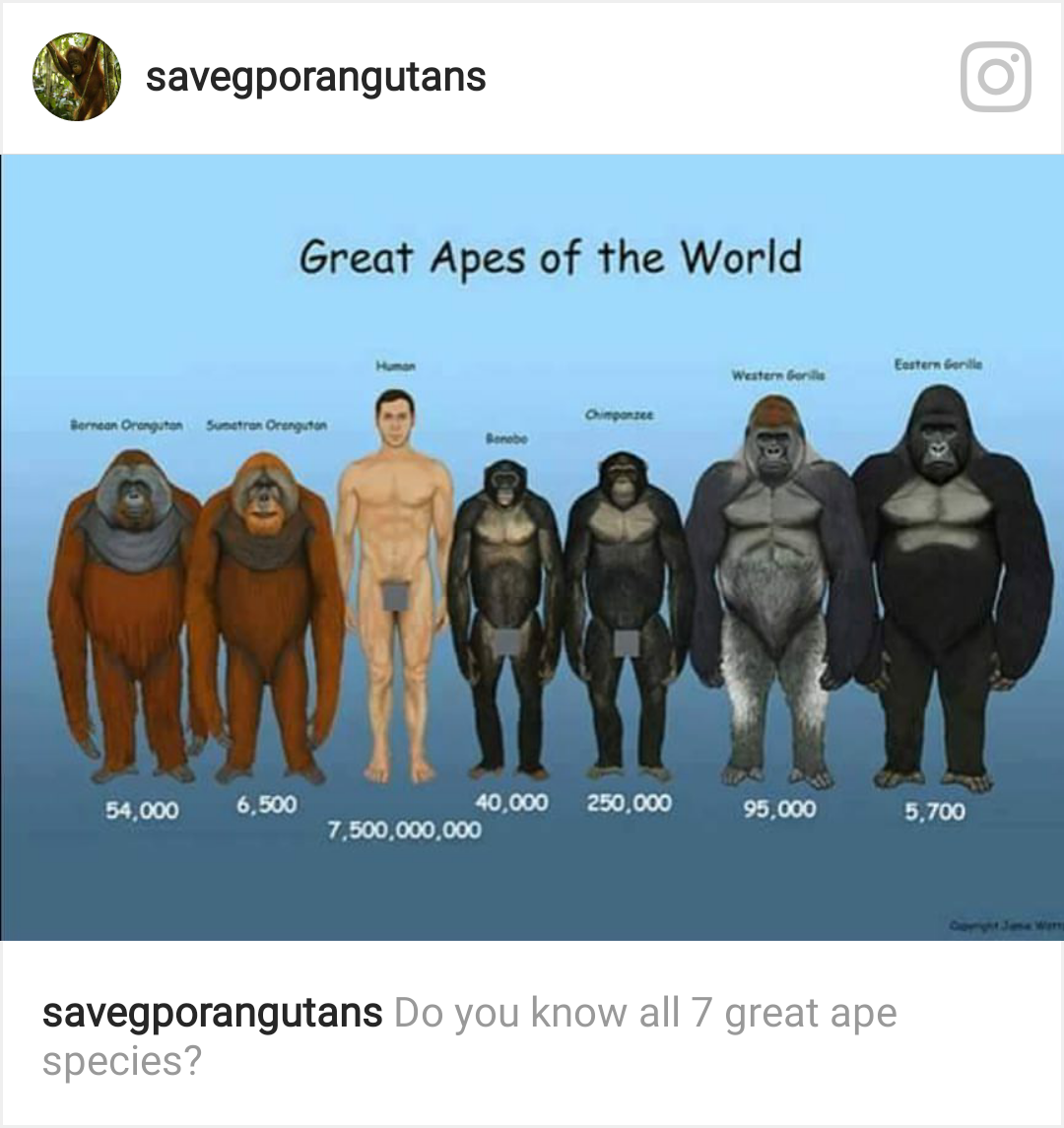 Comparing the worlds. Размер гориллы в сравнении с человеком. Горилла и человек. Орангутан в сравнении с человеком. Горилла и человек сравнение.