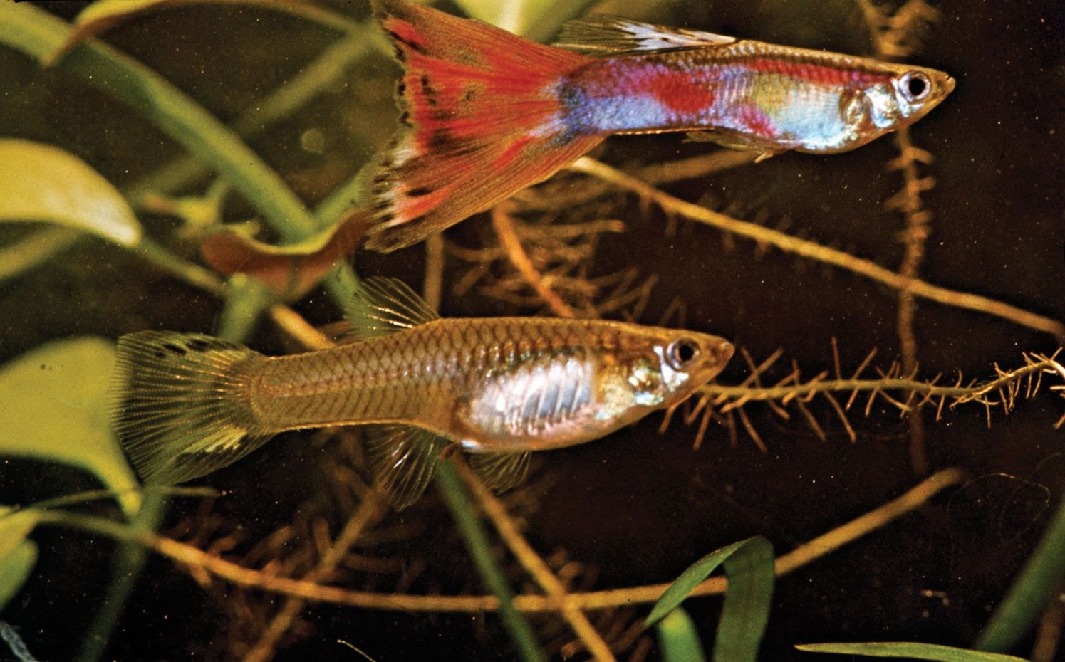 Аквариумные рыбки самки и самцы. Гуппи Poecilia reticulata. Рыба гуппи Poecilia reticulata. Гуппи самка. Гуппи самец и самка.