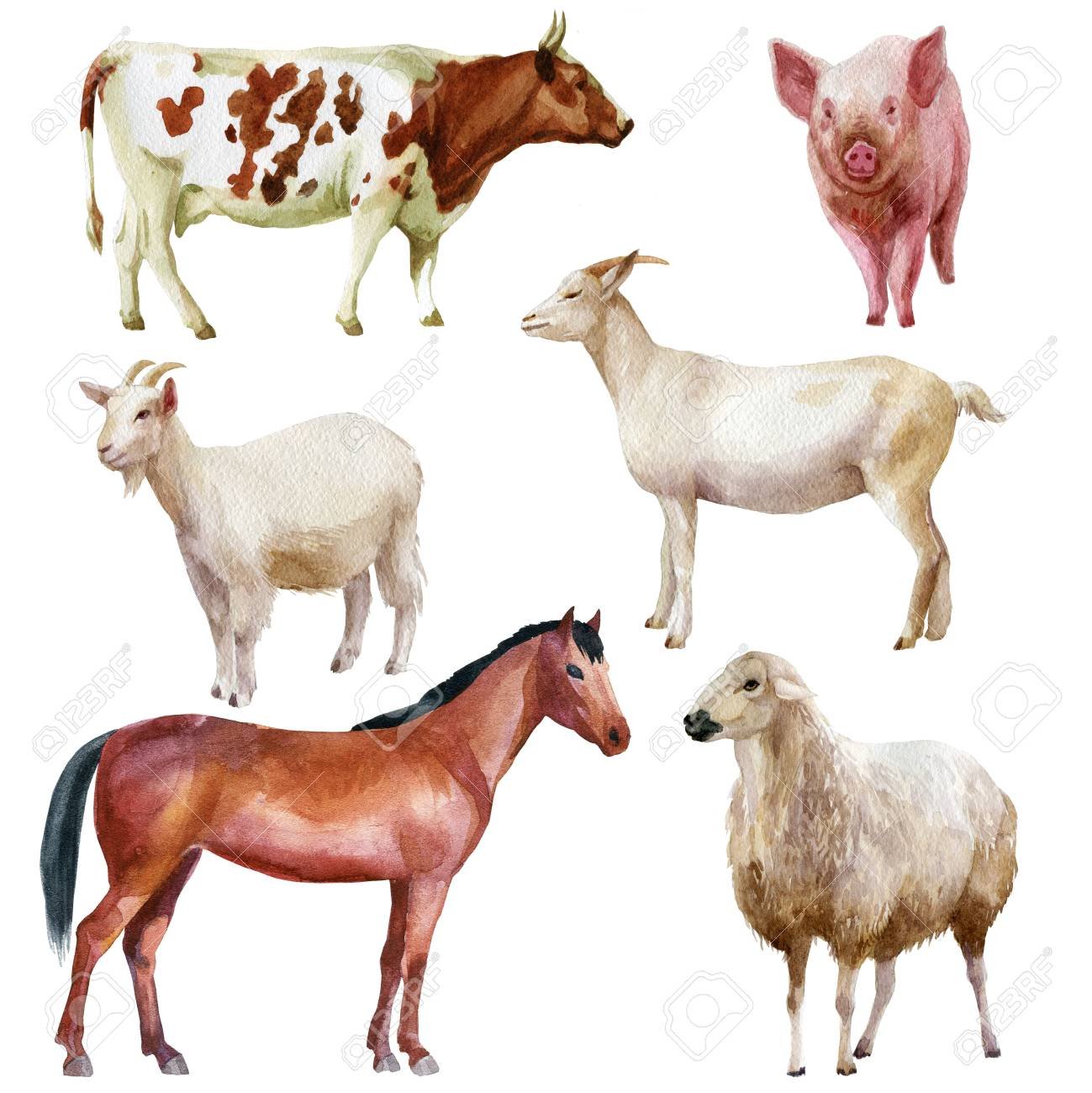 Корова коза овца свинья. Корова овца лошадь. Корова лошадь свинья. Корова и коза. Домашние животные коровы козы овцы.