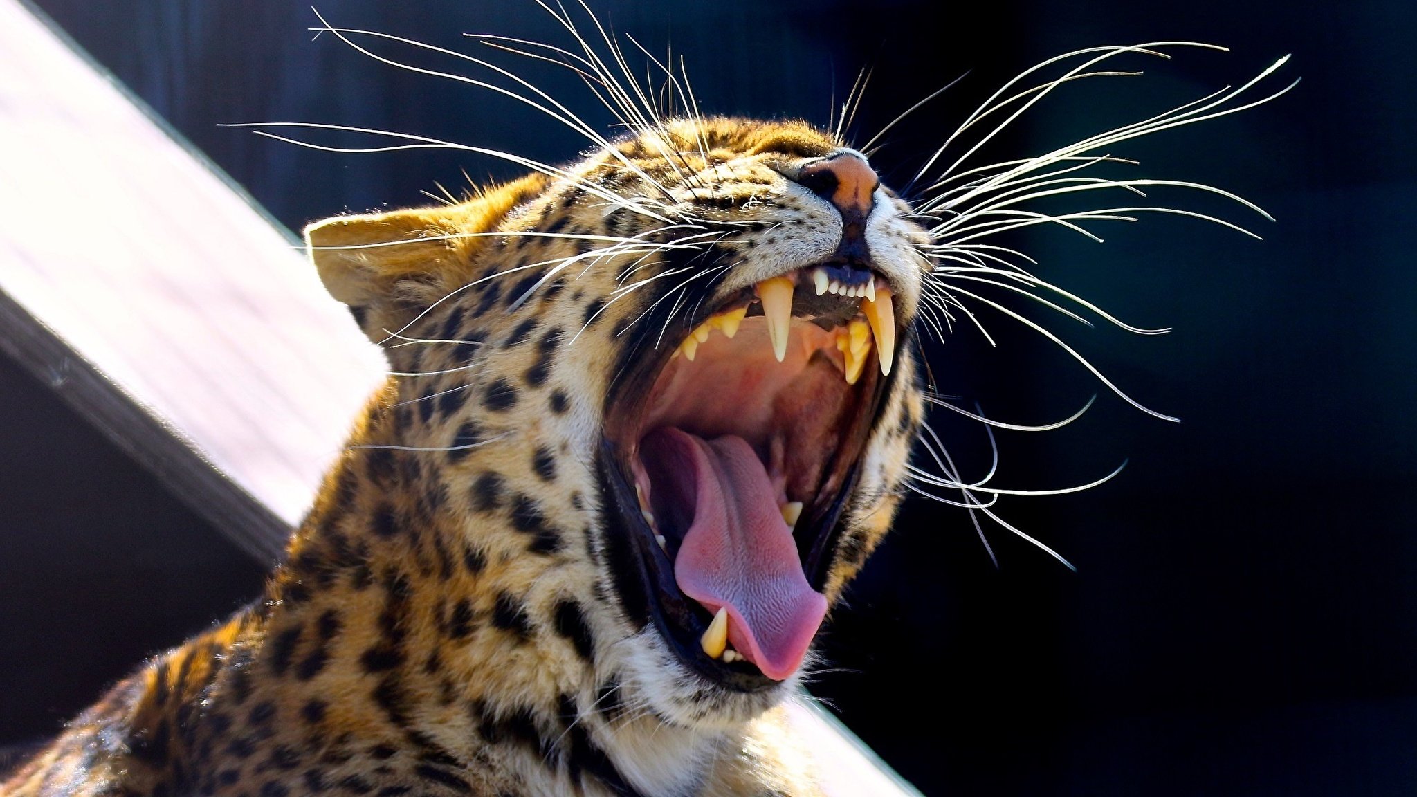 Включи язык зверей. Оцелот. Дальневосточный леопард рычит. Ягуар леопард оскал. Оцелот зубы.