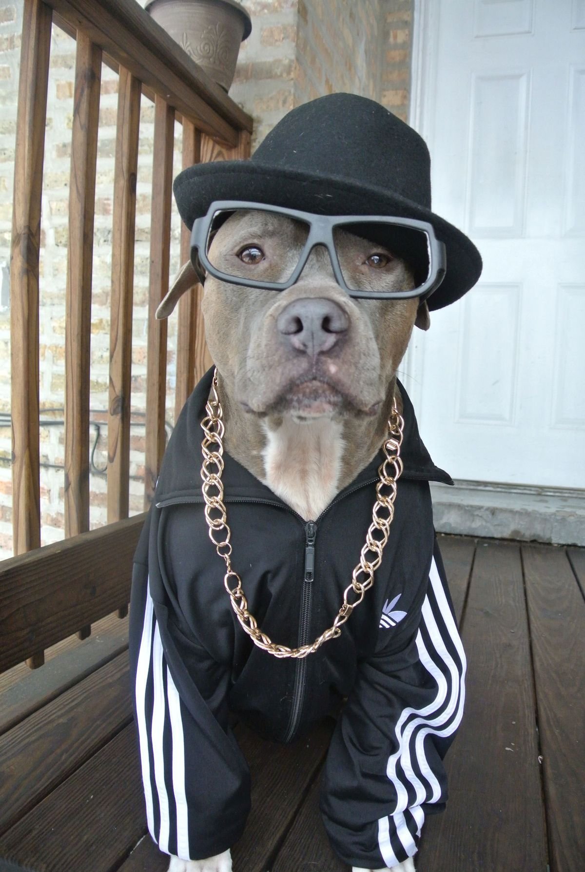 Пес бандит. Крутая собака. Собака гангстер. Бандана для собак. Бандитские собаки.