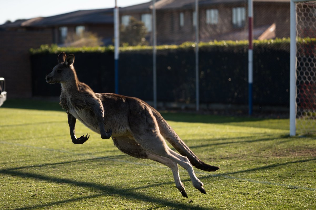 Исполинский кенгуру тип развития. Кенгуру в Австралии. Австралия кенгуру в городе. Кенгуру в прыжке. Кенгуру прыгает.