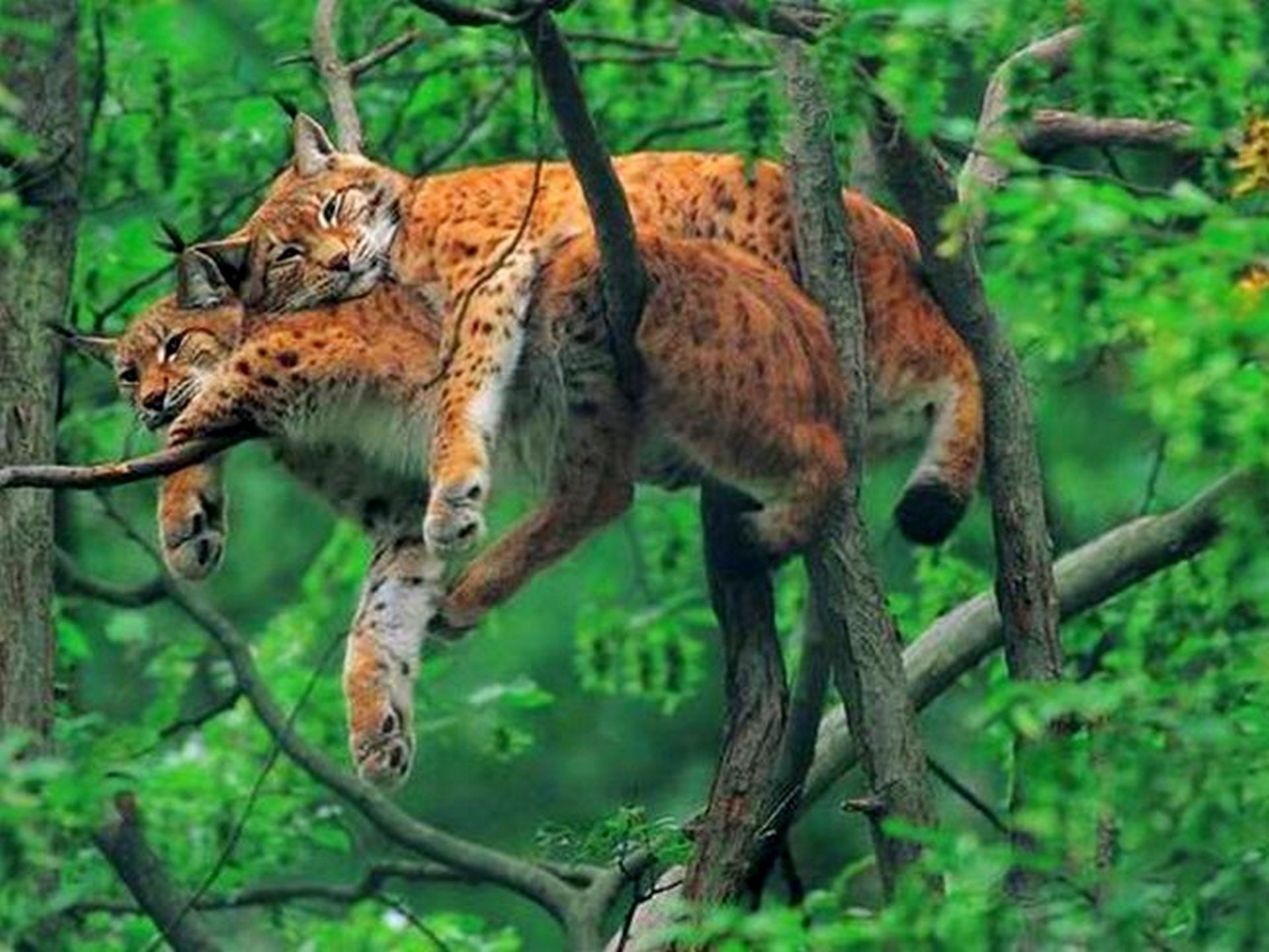 Хищное животное леса. Рысь на дереве. Рысь в джунглях. Рысь на ветке. Хищные кошки в лесу.