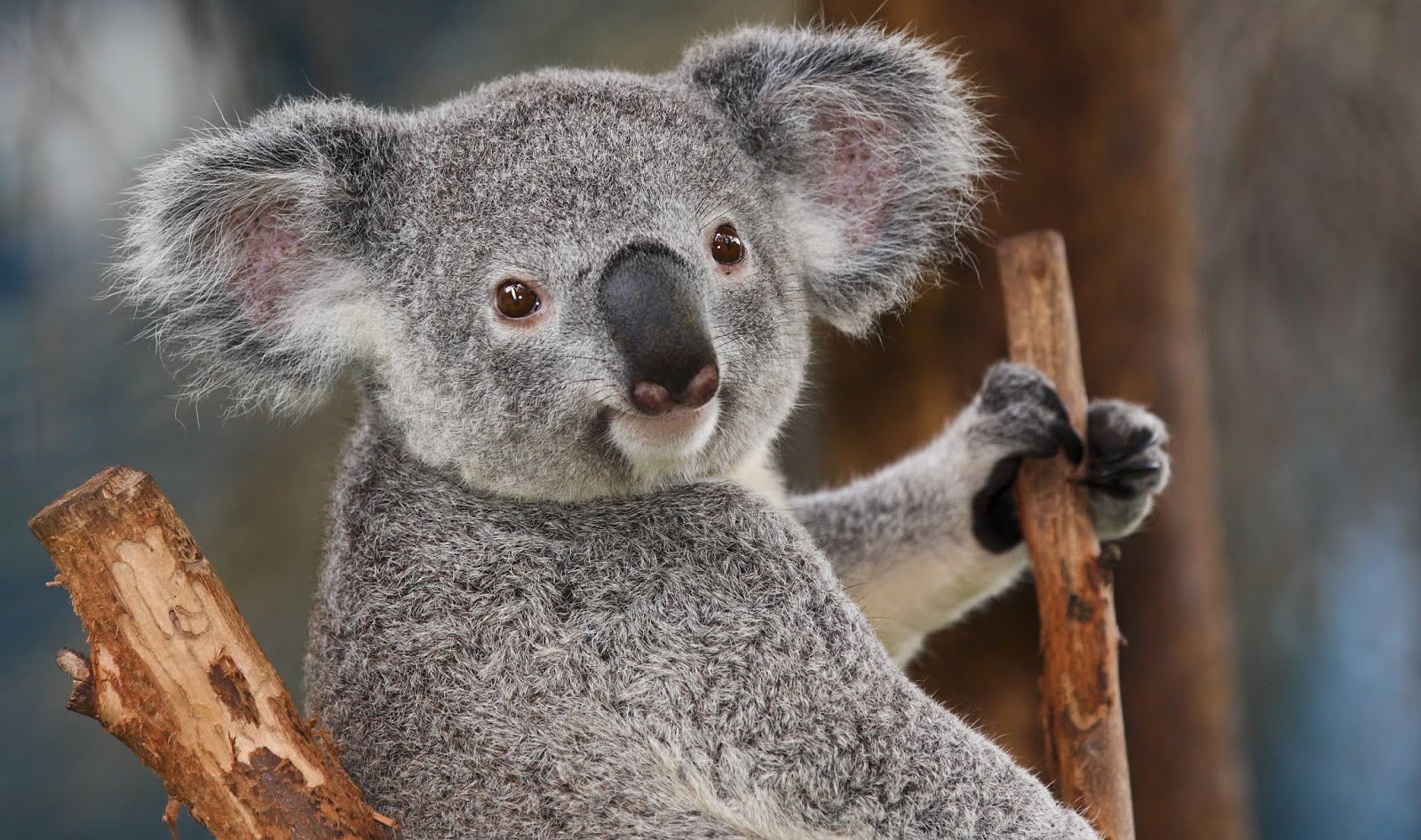 Красная коала. Коала. Коала в Африке. Квинслендский коала Koalemus. Коала мордочка.