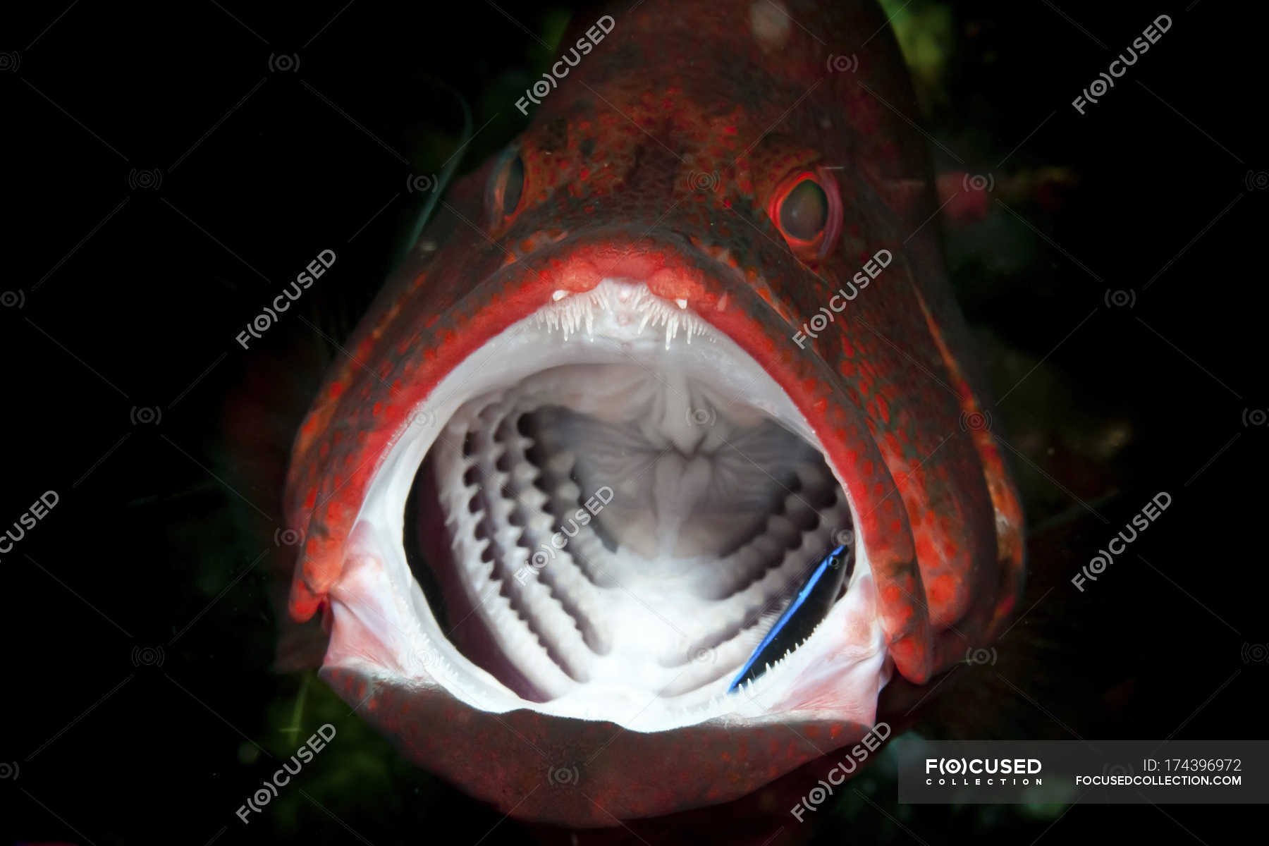 Рыбка открывает рот. Групер рыба зубы. Рыба с открытым ртом. Гигантские рыбы.