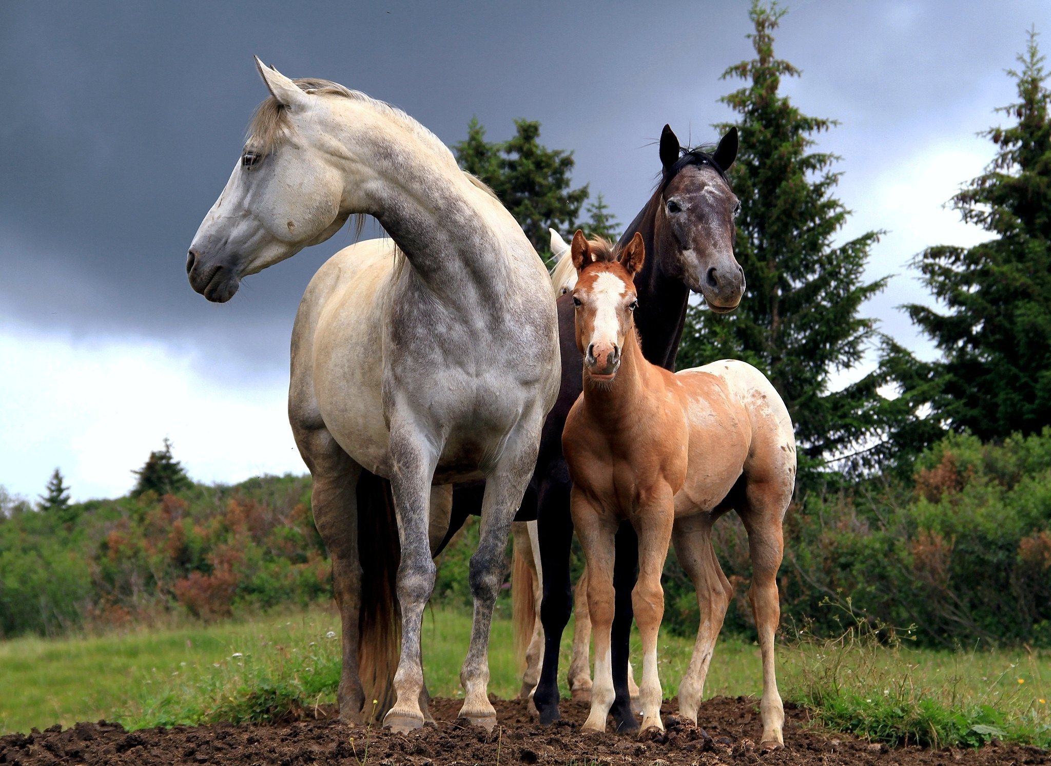 Horse family. Конь лошадь жеребенок. Брабансон лошадь жеребенок. Красивые лошади. Кобыла с жеребенком.