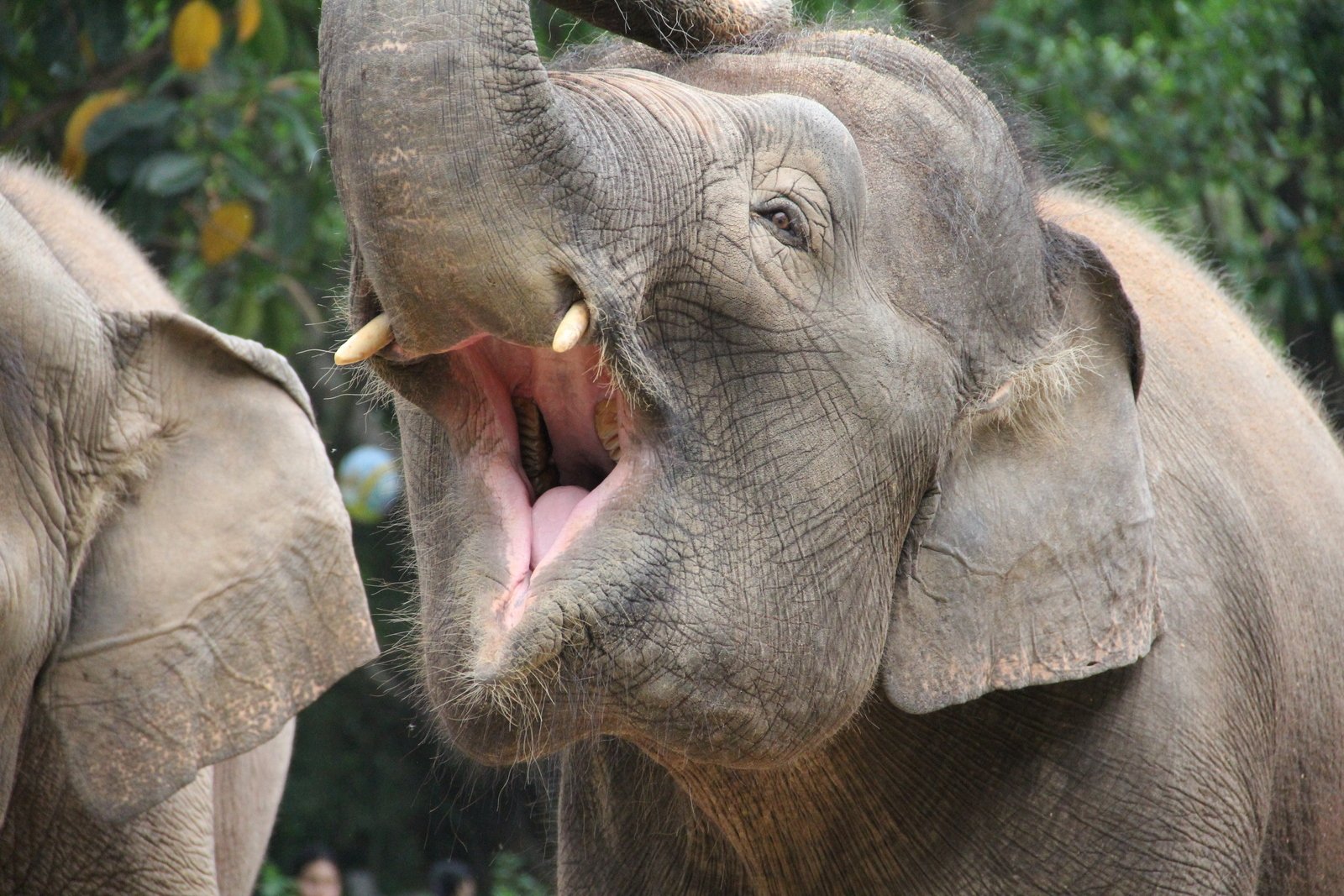 фото зубов слона
