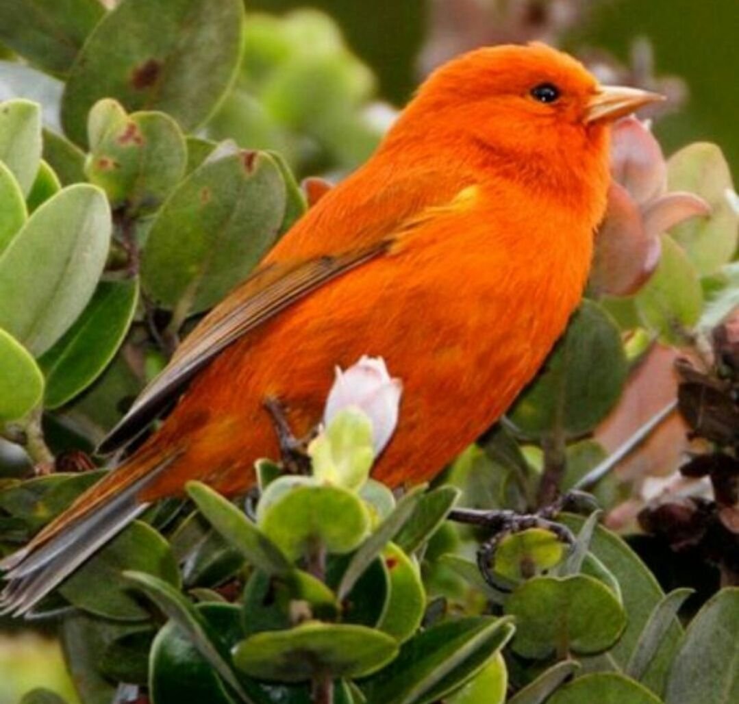 Маленькая оранжевая птичка фото. Птичка кенар оранжевый. Оранжевая канарейка. Гавайская древесница. Малая Гавайская древесница.