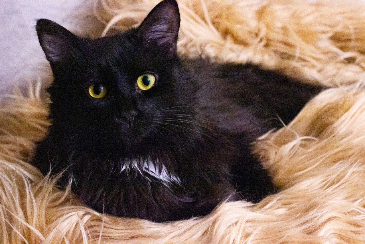 Черная ангора. Турецкая ангора черная. Сибирско ангорский кот черный. Ангорский кот черный пушистый. Турецкая ангора кошка фото черная.