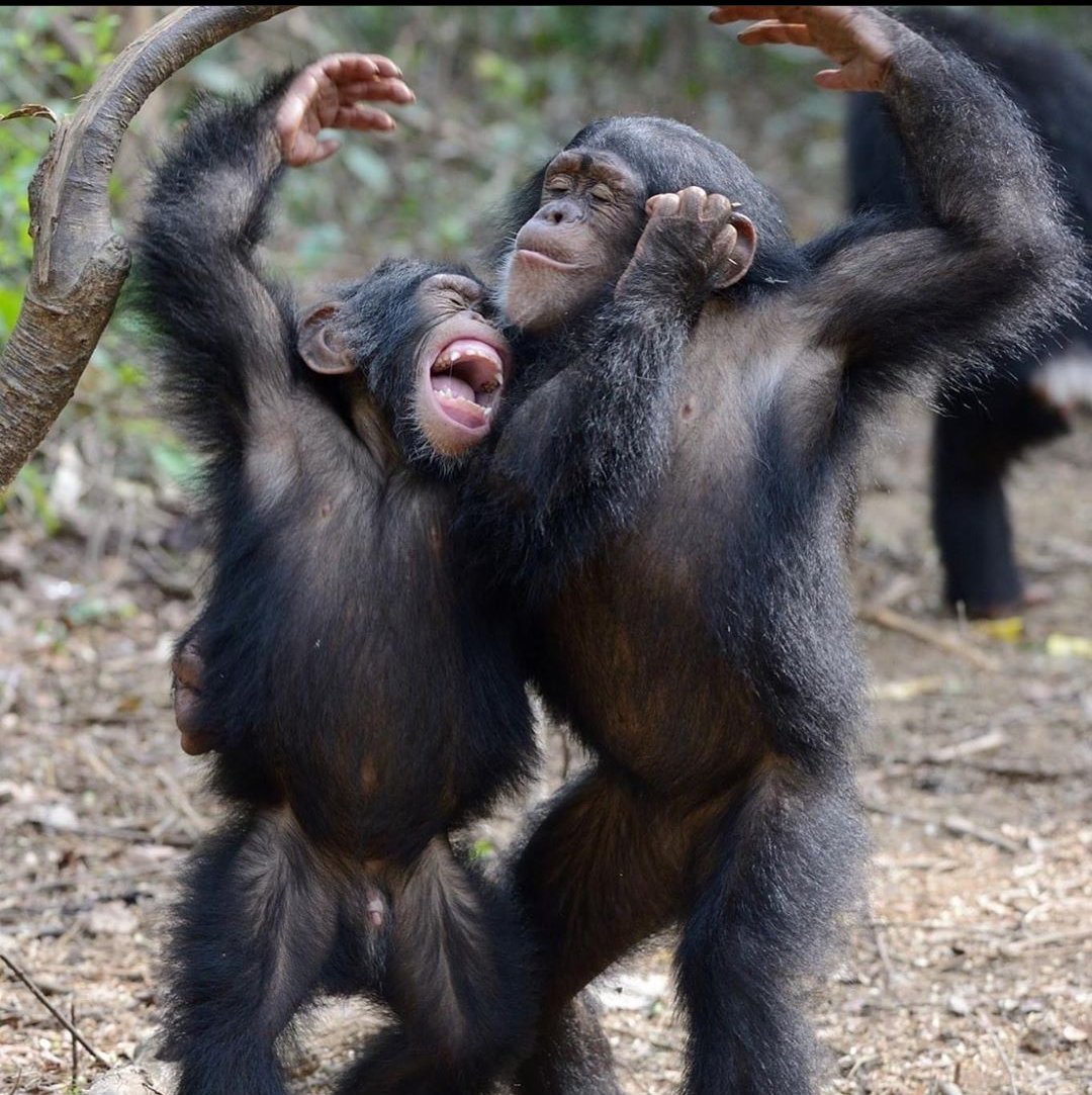 Смешное шимпанзе. Обезьяна. Прикольные обезьяны. Приколы с обезьянами. Обезьяна танцует.