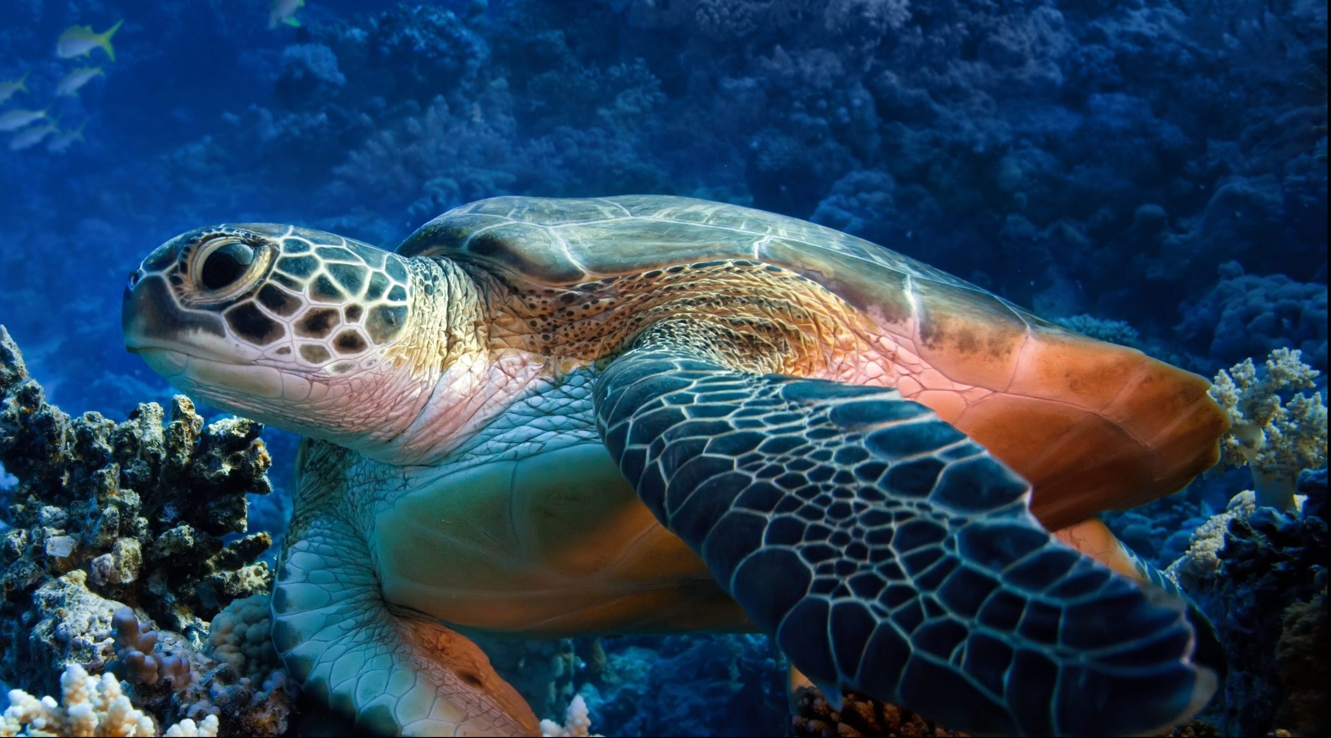 Про океанов видео. Нектон черепахи. Черноморские черепахи морские. Морские черепахи из барьерного рифа. Морские черепахи в Красном море.
