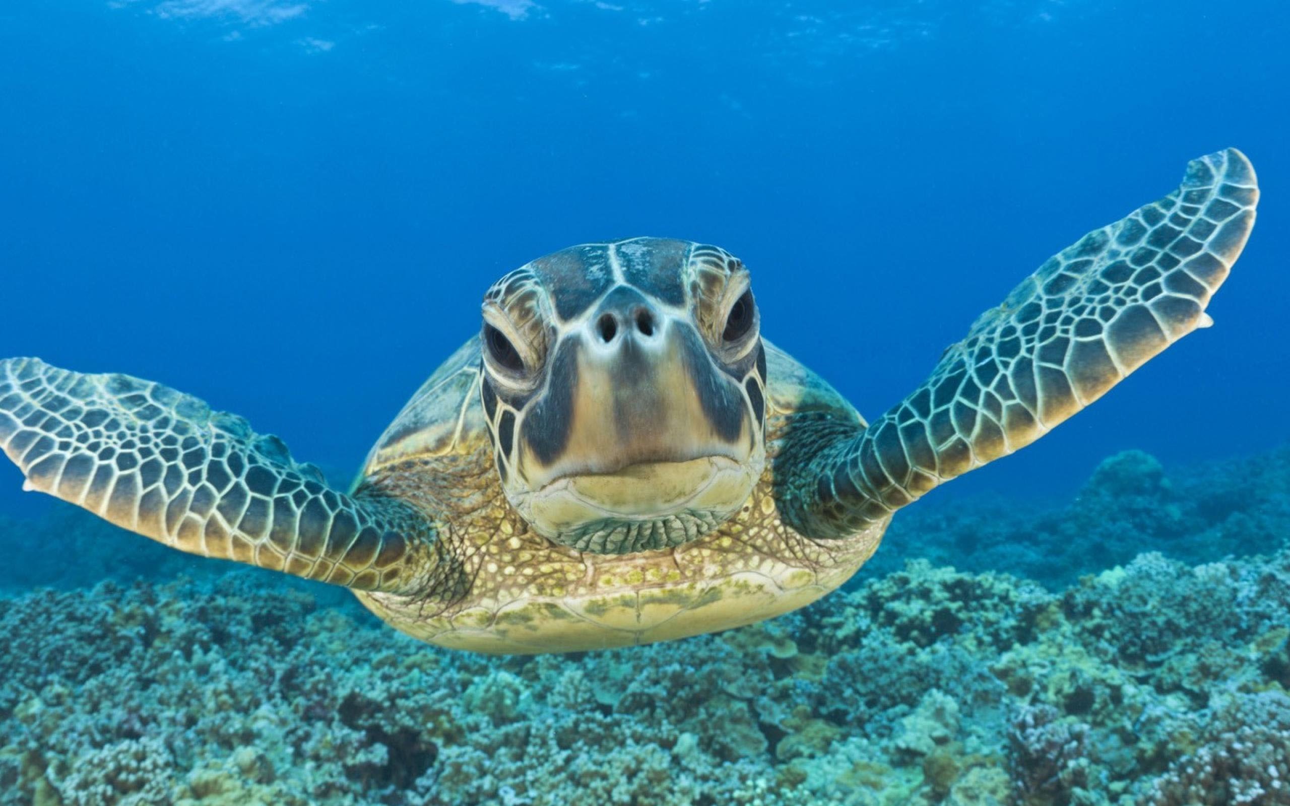 Ласты черепахи. Черепаха бисса (Каретта). Черепахи индийского океана. Черепаший риф Мальдивы. Черепаха Каретта (логгерхед).