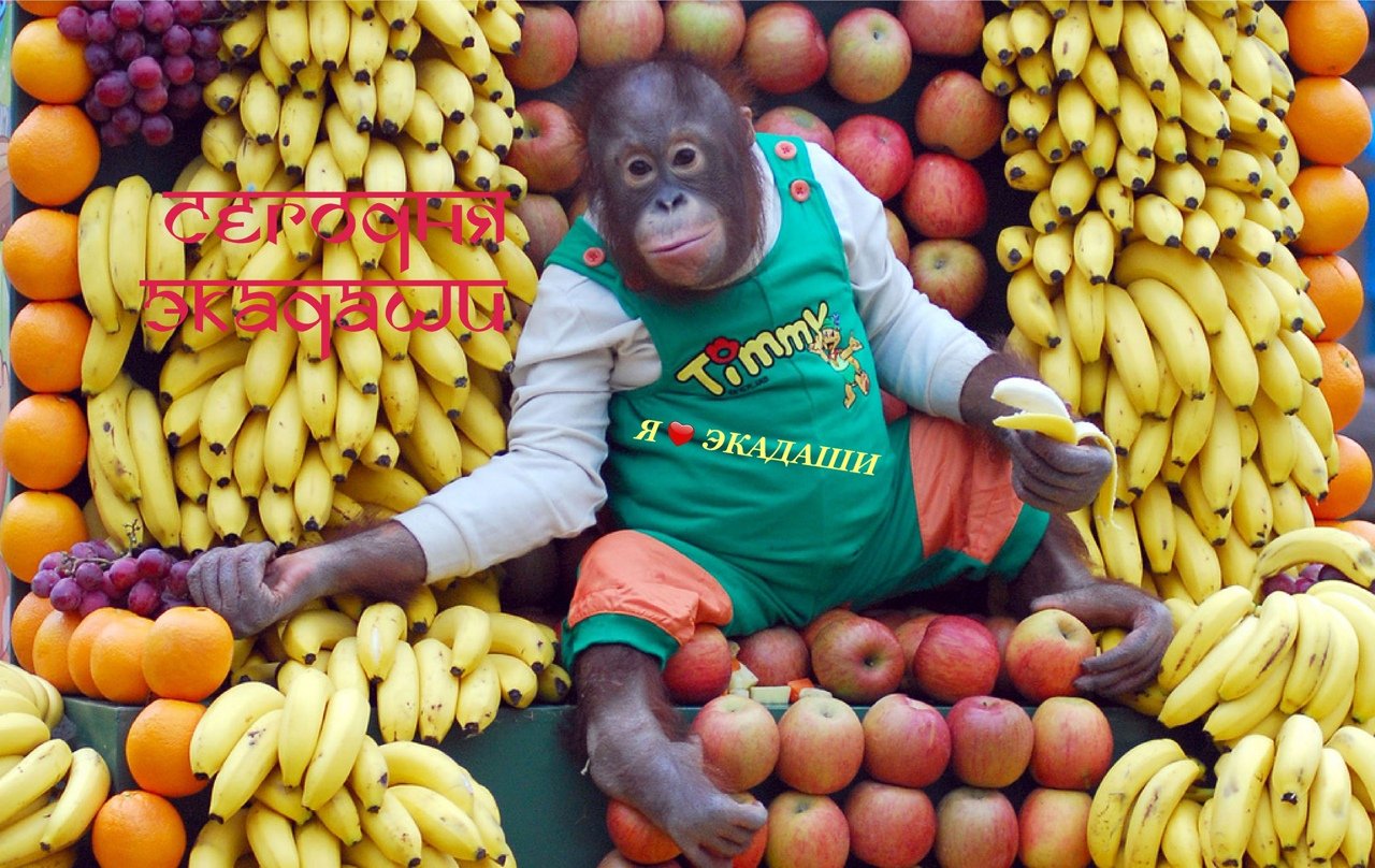 Сколько бананов едят обезьяны. Обезьяна с фруктами. J,tpmzyf c ,fuyfyfvb. Обезьяна ест фрукты. Обезьяна с бананом.