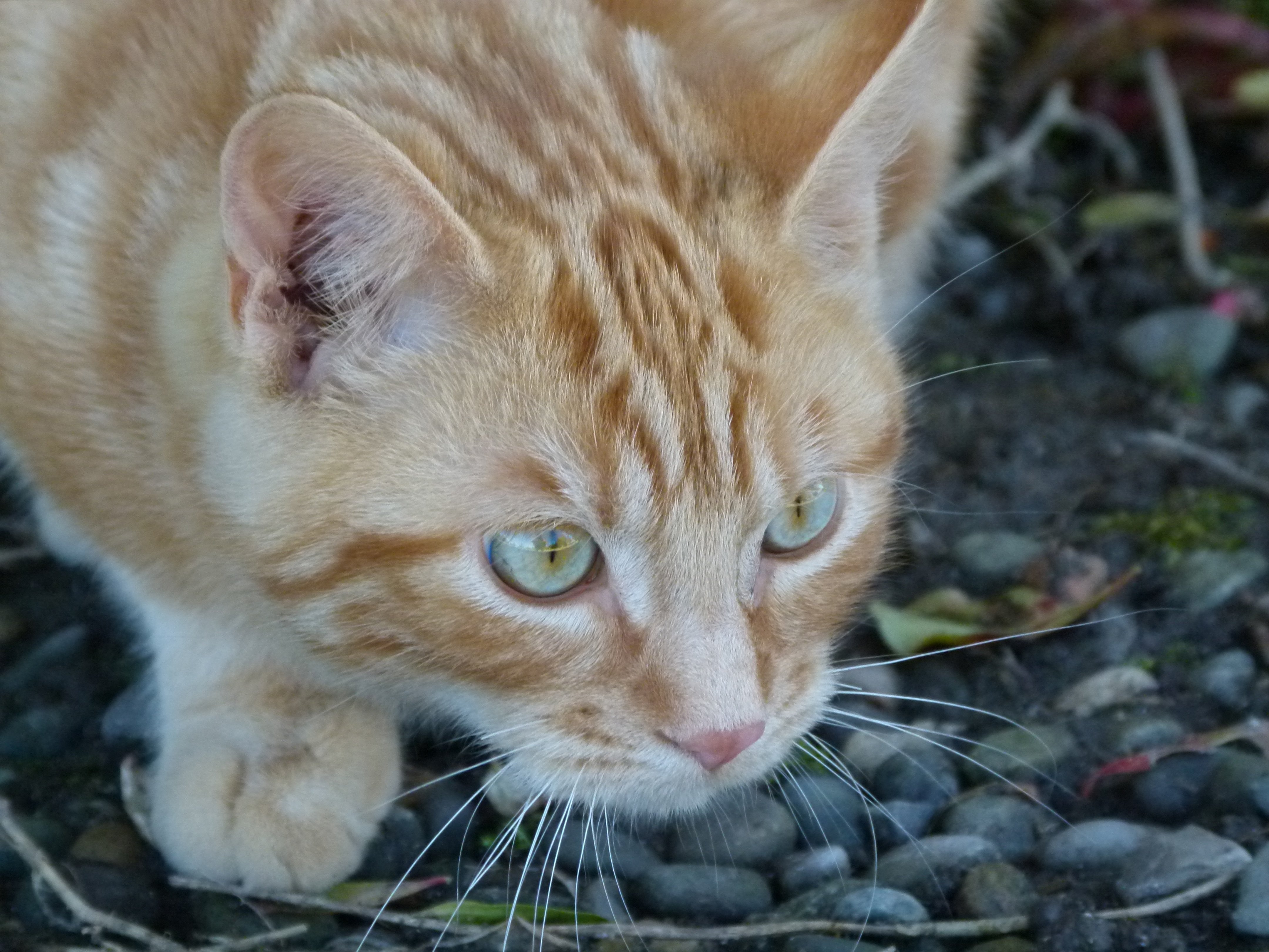 Рыжая полосатая кошка. Европейский короткошерстный кот рыжий. Рыжий кот дворняжка. Кошки дворняжки рыжие. Европейская короткошерстная табби рыжий.
