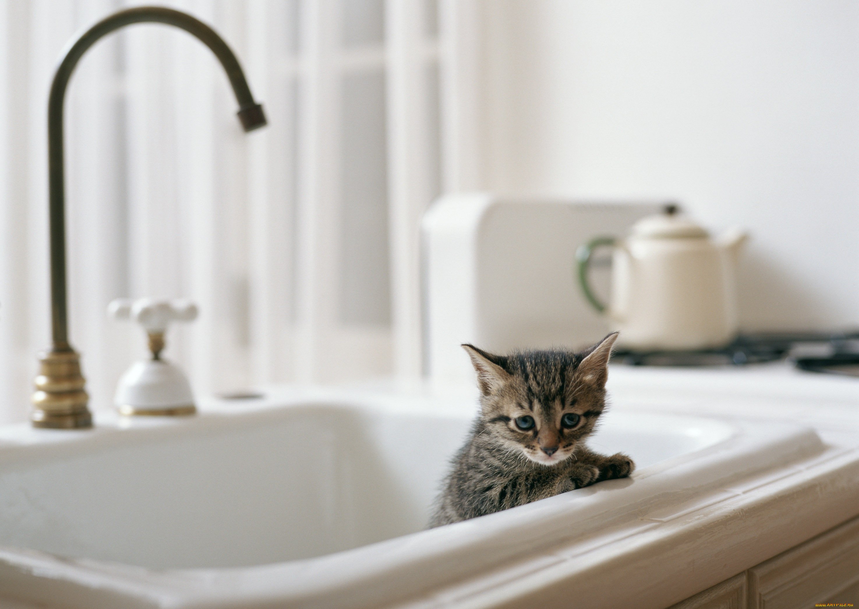Котик в ванне. Котик в ванной. Кошка в ванной. Котенок купается. Котик в раковине.