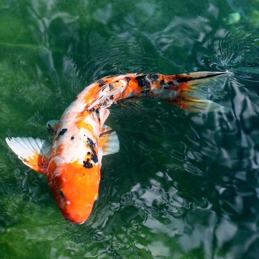 япония как рыба
