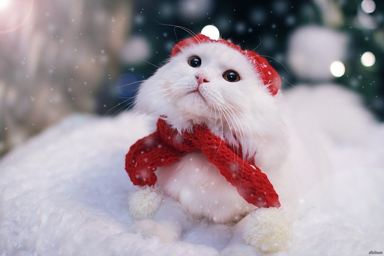 Зима картинки весело. Кошка зима. Котики зимой. Милые животные в снегу. Кот в снегу.