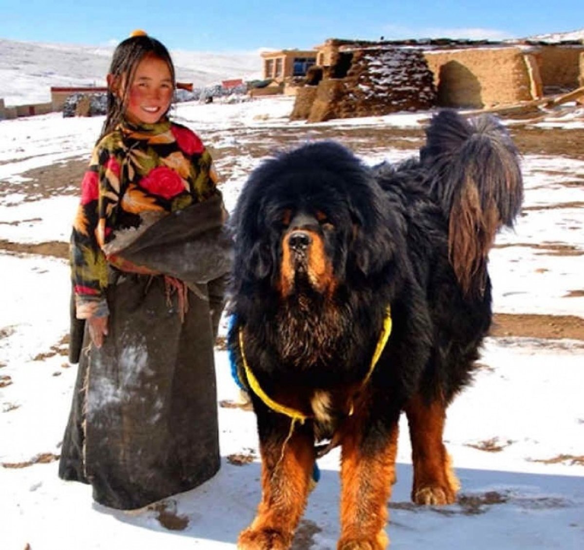 Фото больших тибетского мастифа. Тибутскиймастиф. Tinbetski Mastif. Тибетский мастиф и волкодав. Тибетский мастиф великан.