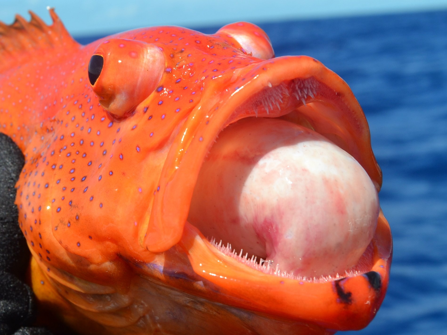 Рыба смешная картинка. Красный глубоководный окунь. Окунь Голиаф. Смешные рыбы. Самые смешные рыбы.