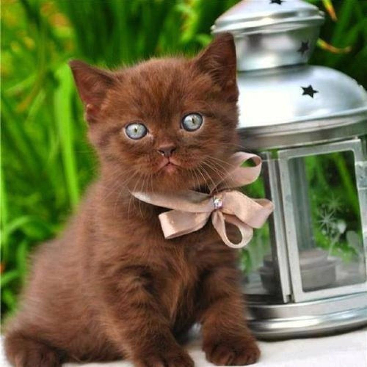 Привет котят 2. Шоколадный британец котенок. Манчкин кот шоколадный. Коричневый котенок. Коричневые коты.