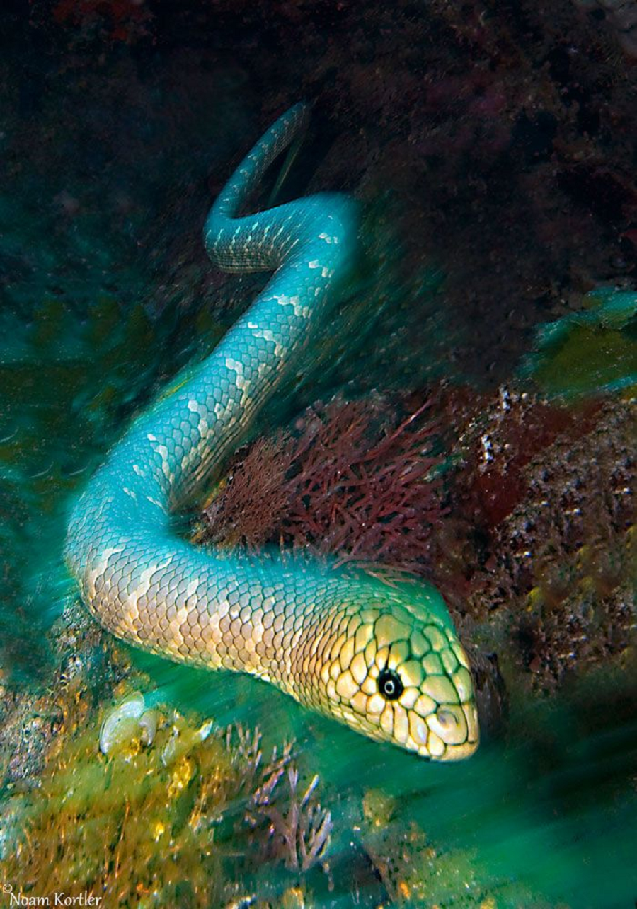 Водяная змейка. Морская змея мурена. Кольчатая водяная Кобра. Морской Крайт змея. Мурена гадюка.