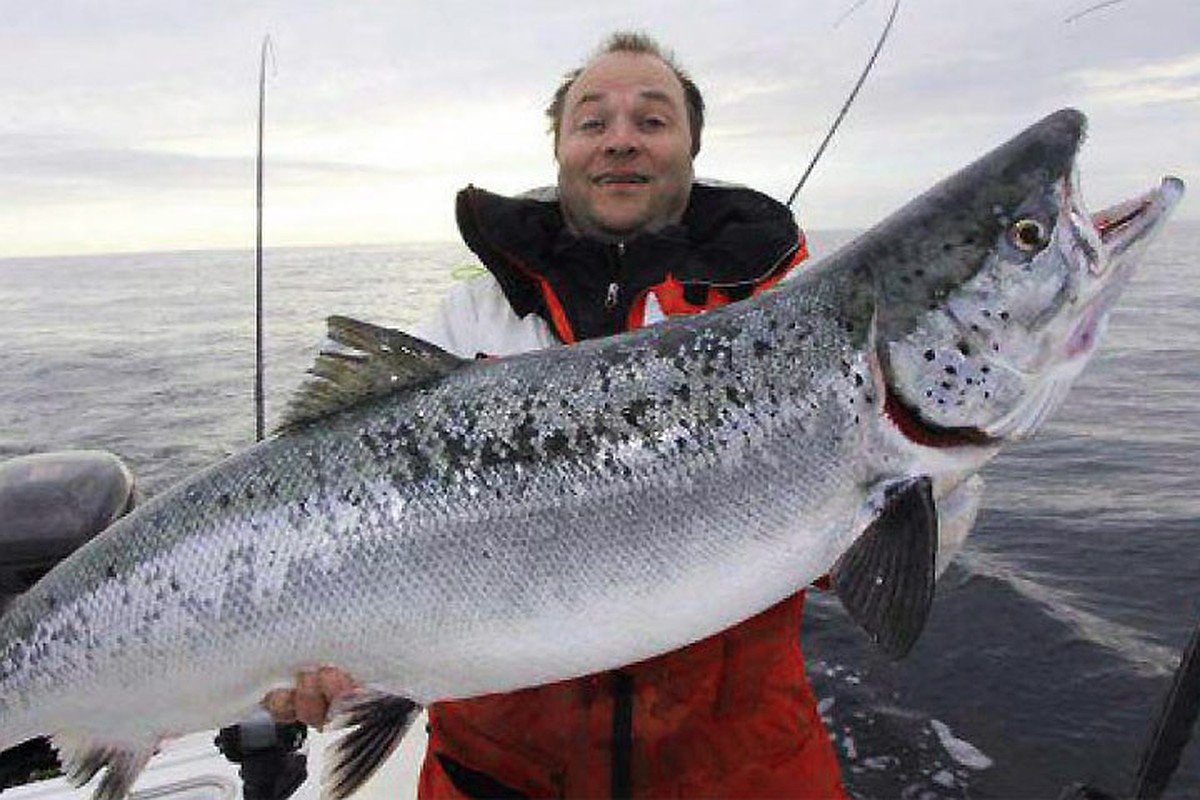 Рыба 12 кг. Чавыча форель лосось. Рыбы Норвежская лосось. Огромный лосось. Огромная семга.