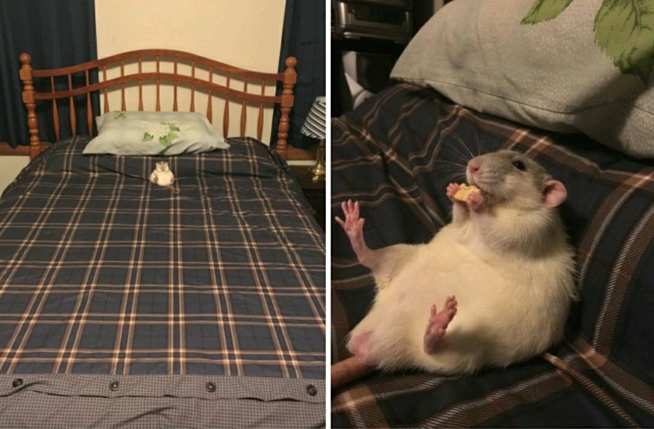 Почему крысы спят. Мышь в кровати. Хомяк в кровати. Ленивая крыса.