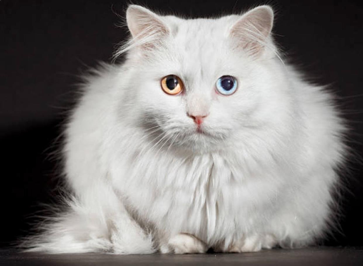 Как называется белая порода кошек. Порода кошек ангорская Сибирская. Сибирская ангорская кошка белая. Турецкая ангорская кошка. Сибирская ангора кошка белый кот.