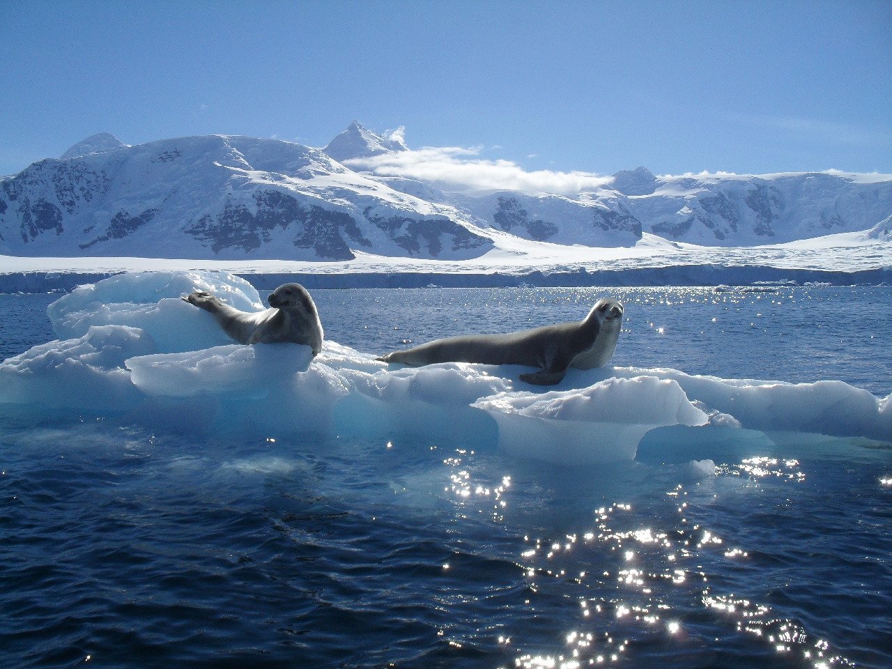 Северный ледовитый животный мир. Южный Ледовитый океан. Море Скоша моря Южного океана. Морж Северного Ледовитого океана. Южный берег Северного Ледовитого океана.