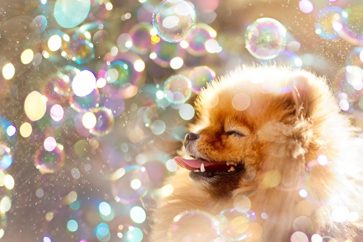 Собака и мыльные пузыри