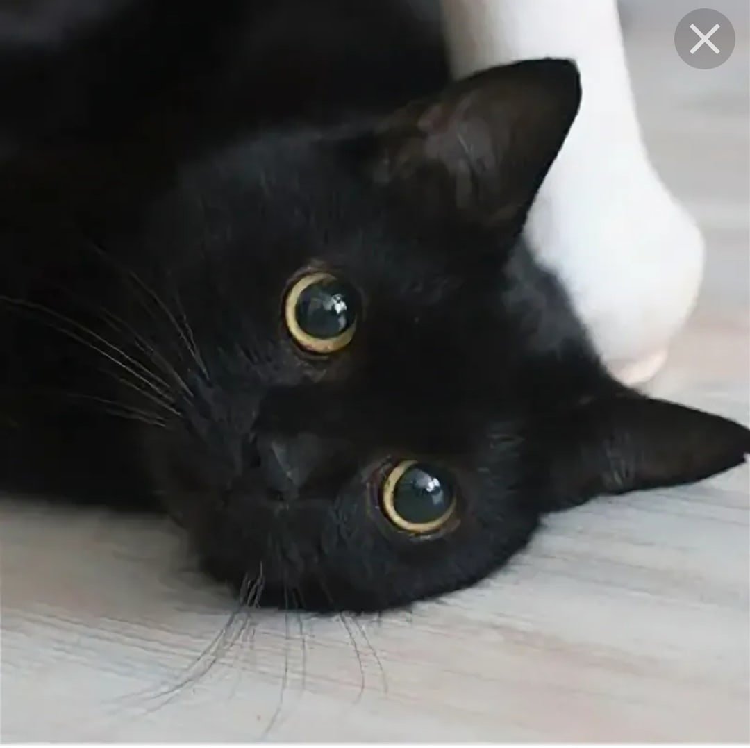 Белый галстук у черного кота 7 букв. Чёрный котёнок с жёлтыми глазами. Черный кот с желтыми глазами. Черный кот с круглыми глазами. Черная кошка с желтыми глазами.