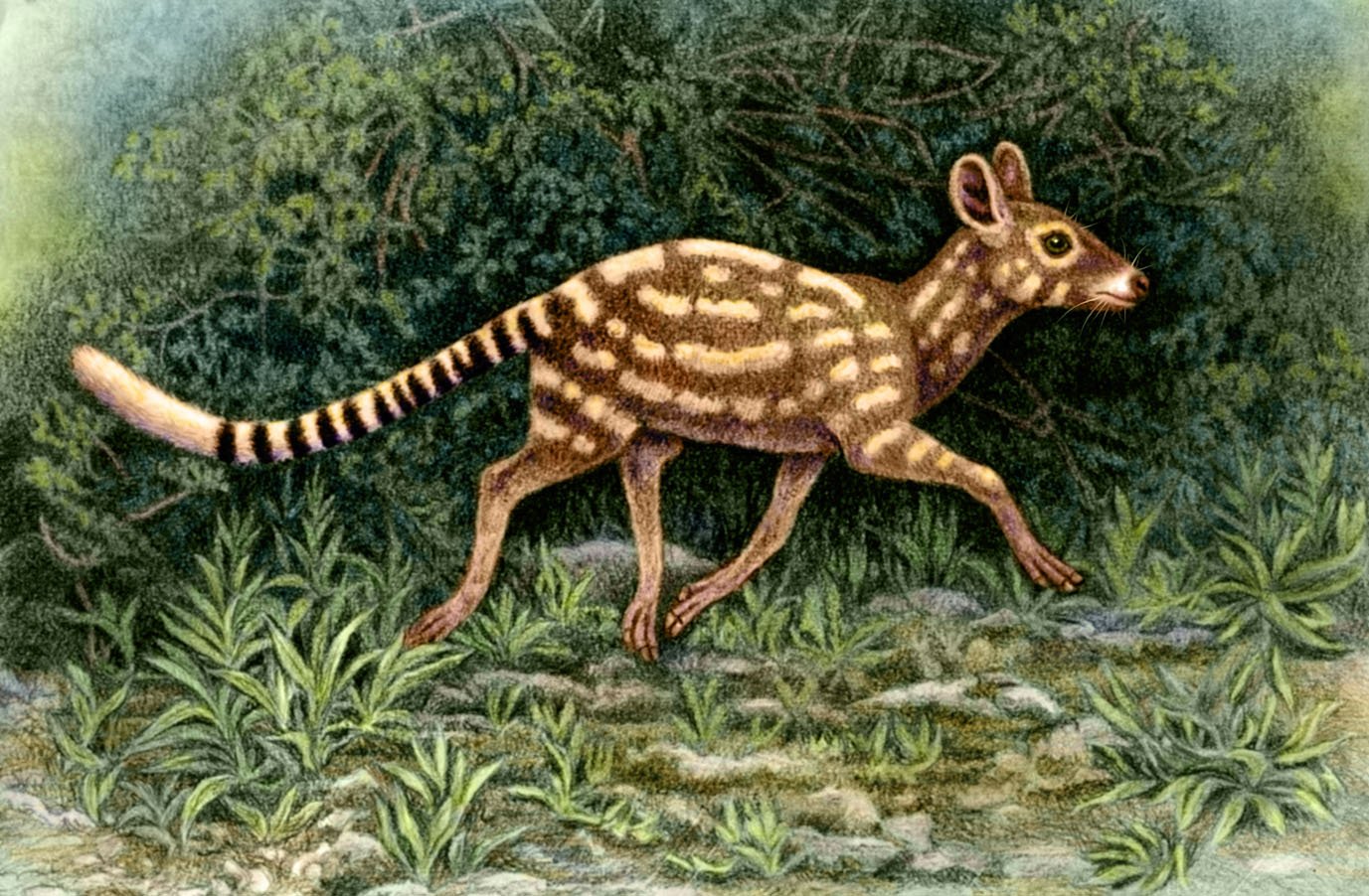 Название древнего животного. Эпоха эоцена. Доисторическая фауна Австралии. Эоценовая эпоха сумчатые. Эоценовая фауна.