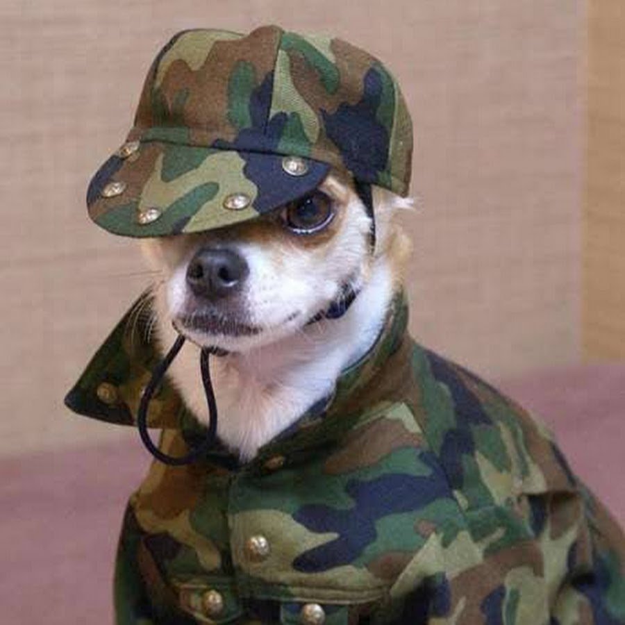 Хаки собака. Собака в военной форме. Собака в камуфляже. Собака в армейской форме. Собака в форме.