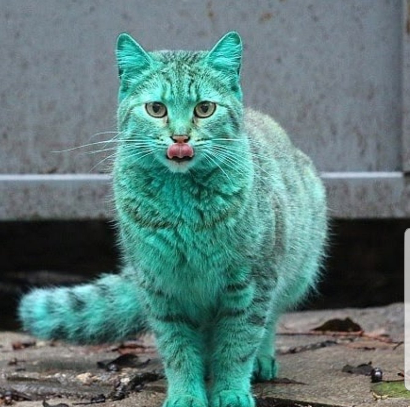 Какой самый хороший кот. Зеленый кот Варна. Необычные кошки. Бирюзовый кот. Редкие коты.