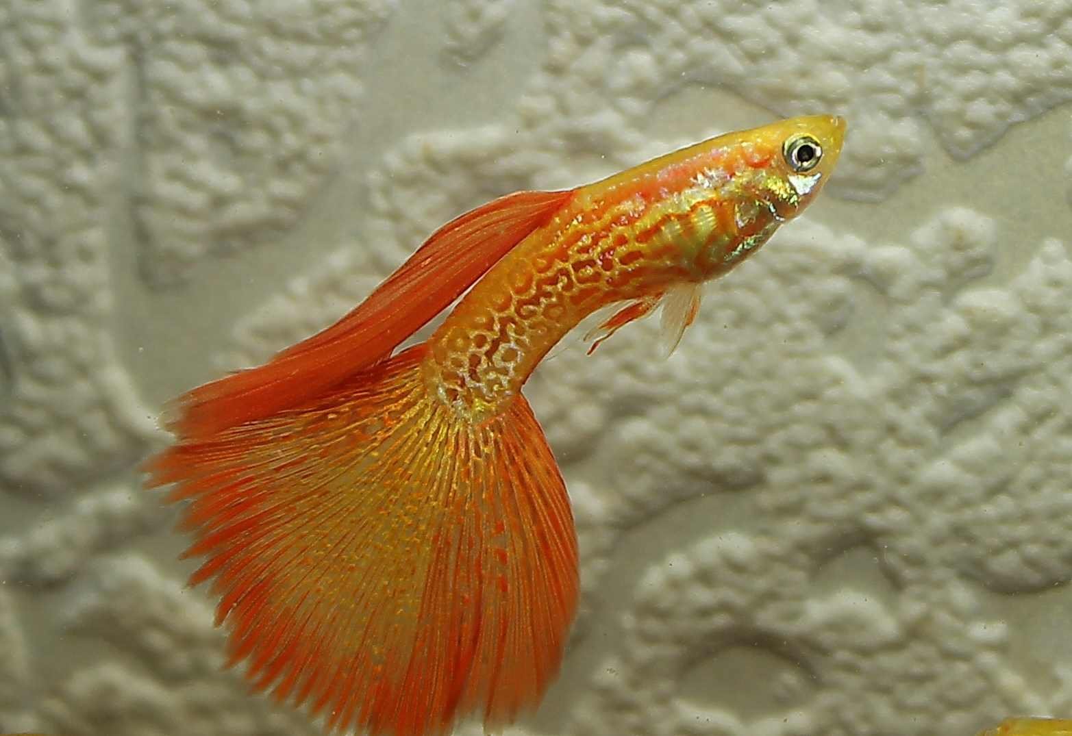 Золотая рыбка гуппи