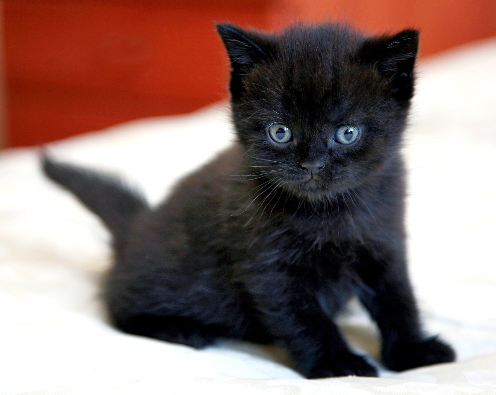 Взять черную кошку. Бомбейская кошка. Британские котята черные. Черный гладкошерстный котенок. Британские чёрные котята с голубыми глазами.