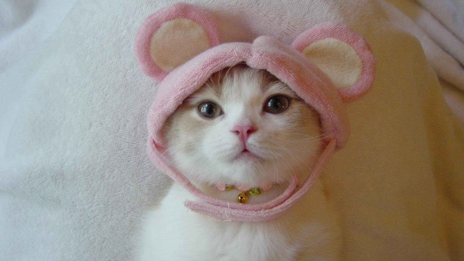 Смешные картинки котиков милые. Милый котик. Няшный котик. Кот в шапке. Котенок в шапочке.